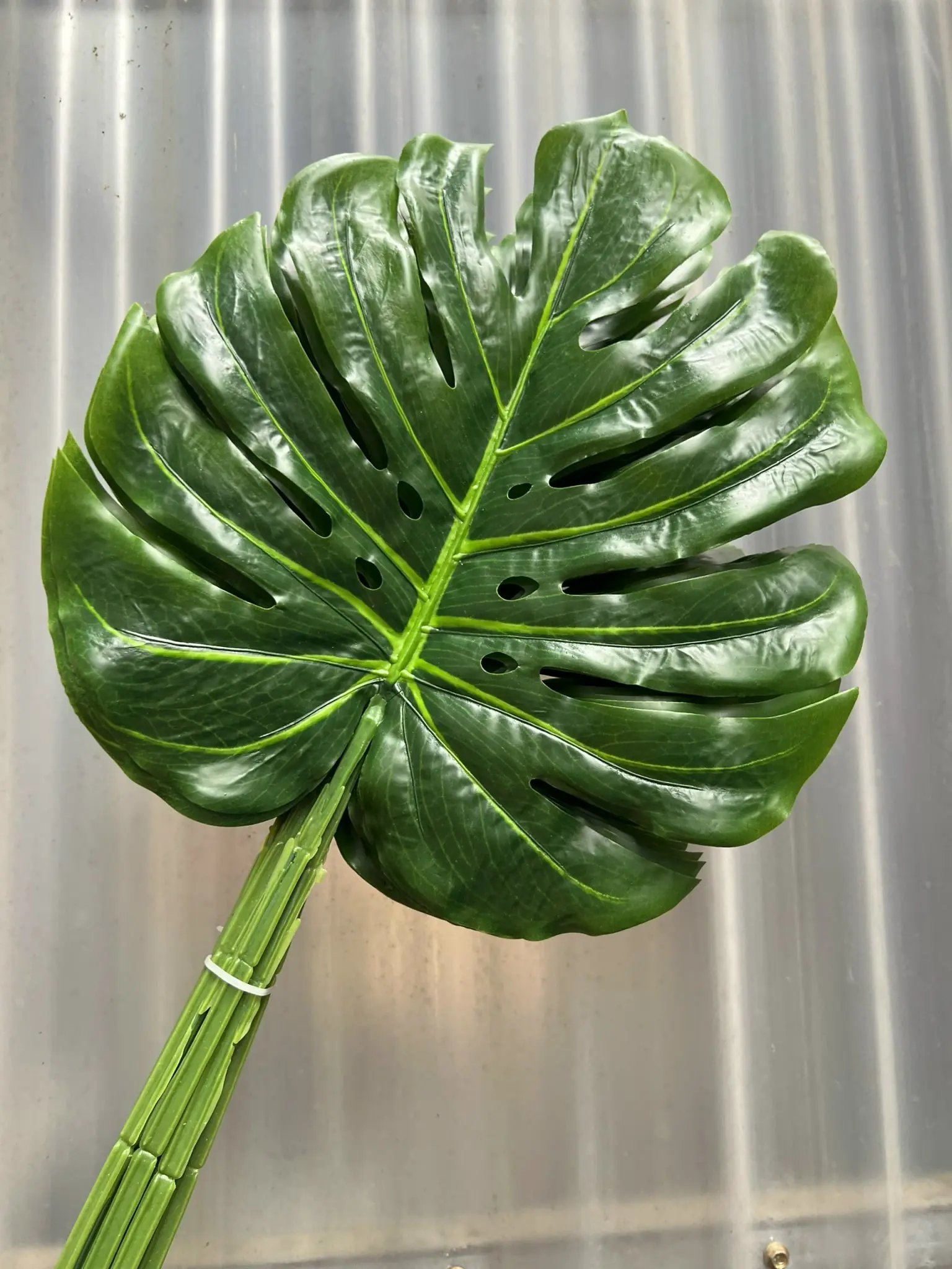 Điểm Lá Rùa Màu - Ảnh 3