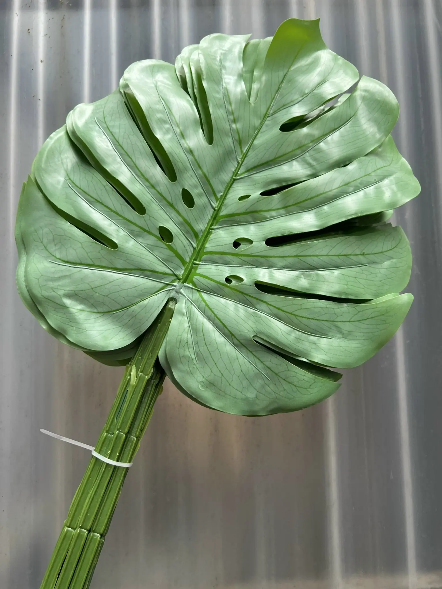 Điểm Lá Rùa Màu - Ảnh 4