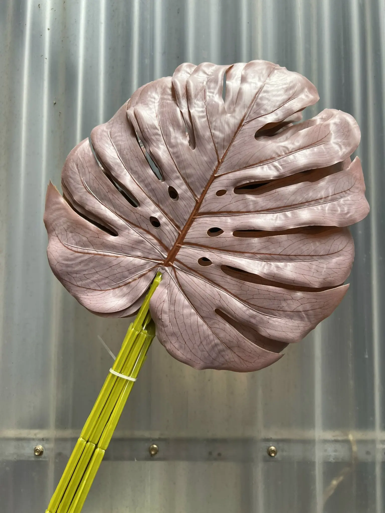 Điểm Lá Rùa Màu - Ảnh 5