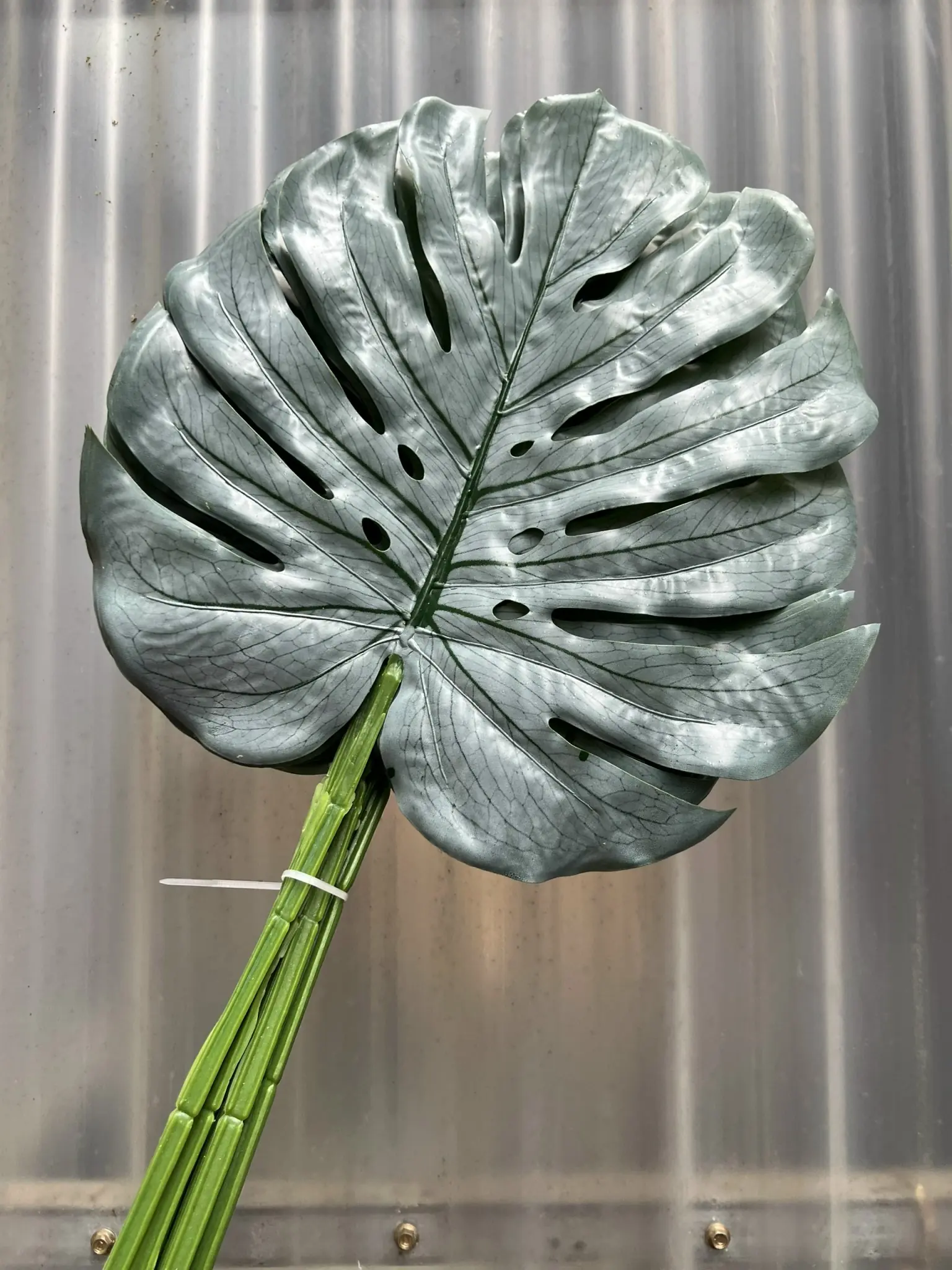 Điểm Lá Rùa Màu - Ảnh 6