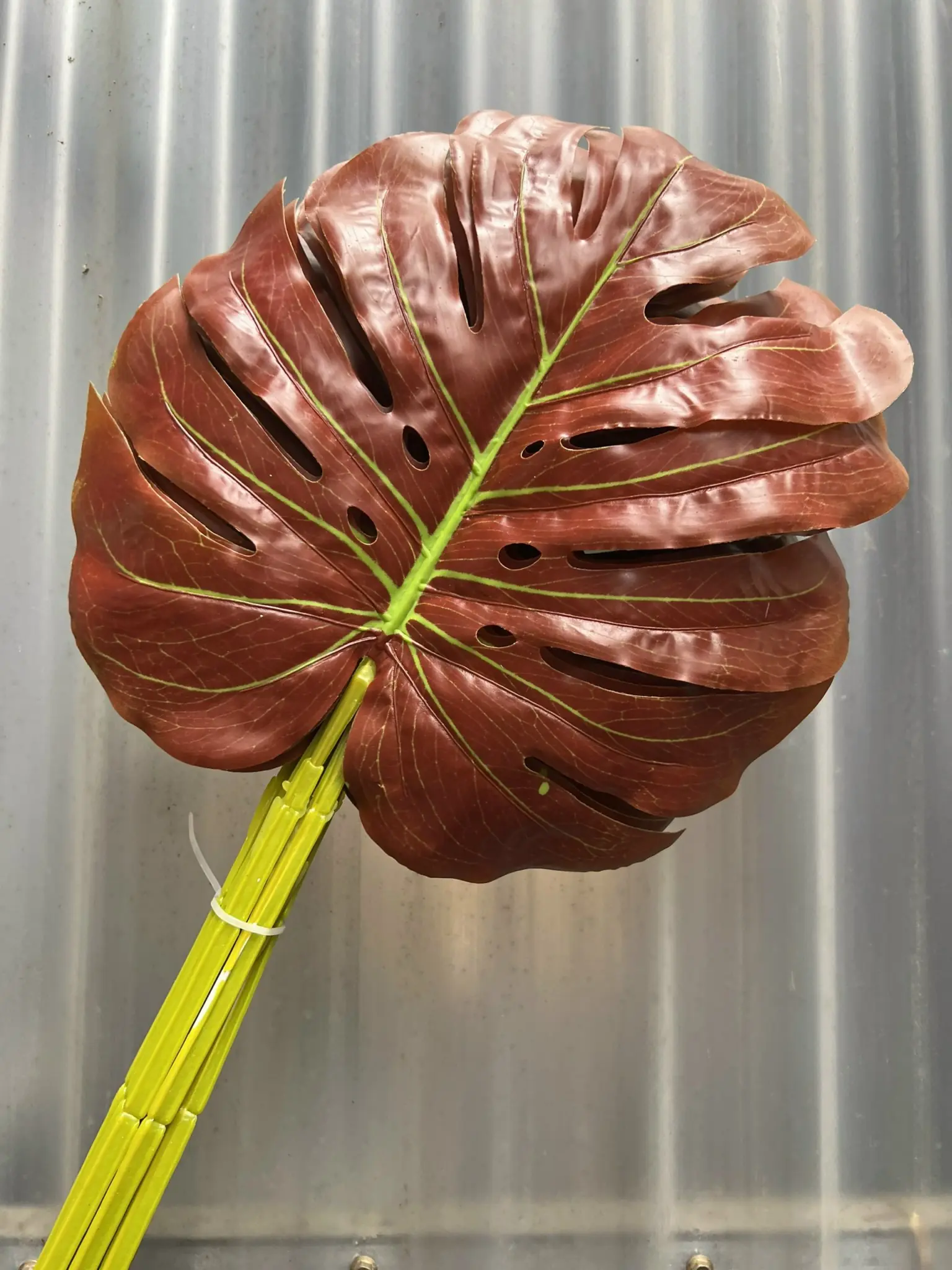 Điểm Lá Rùa Màu - Ảnh 7