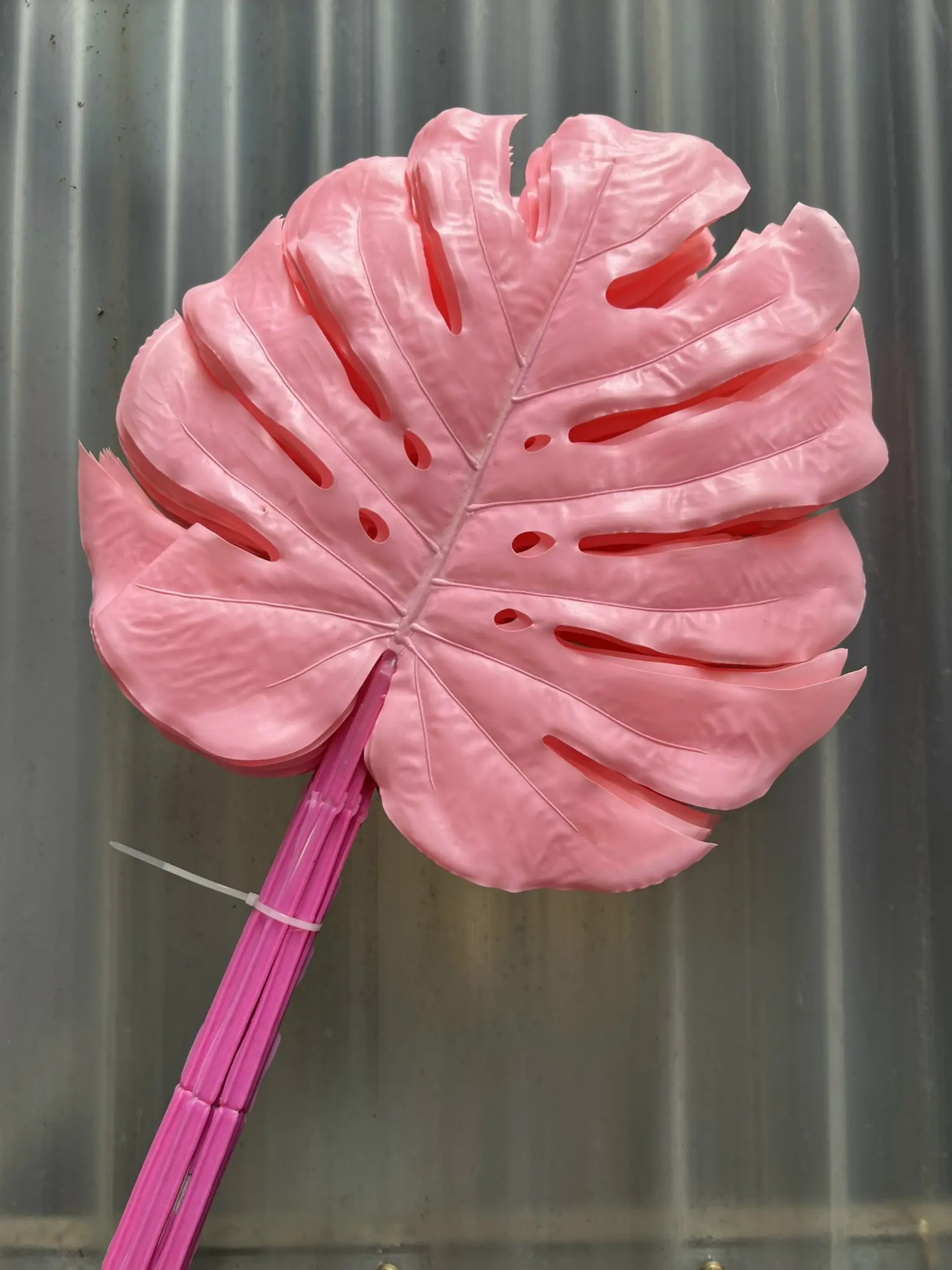 Điểm Lá Rùa Màu - Ảnh 8