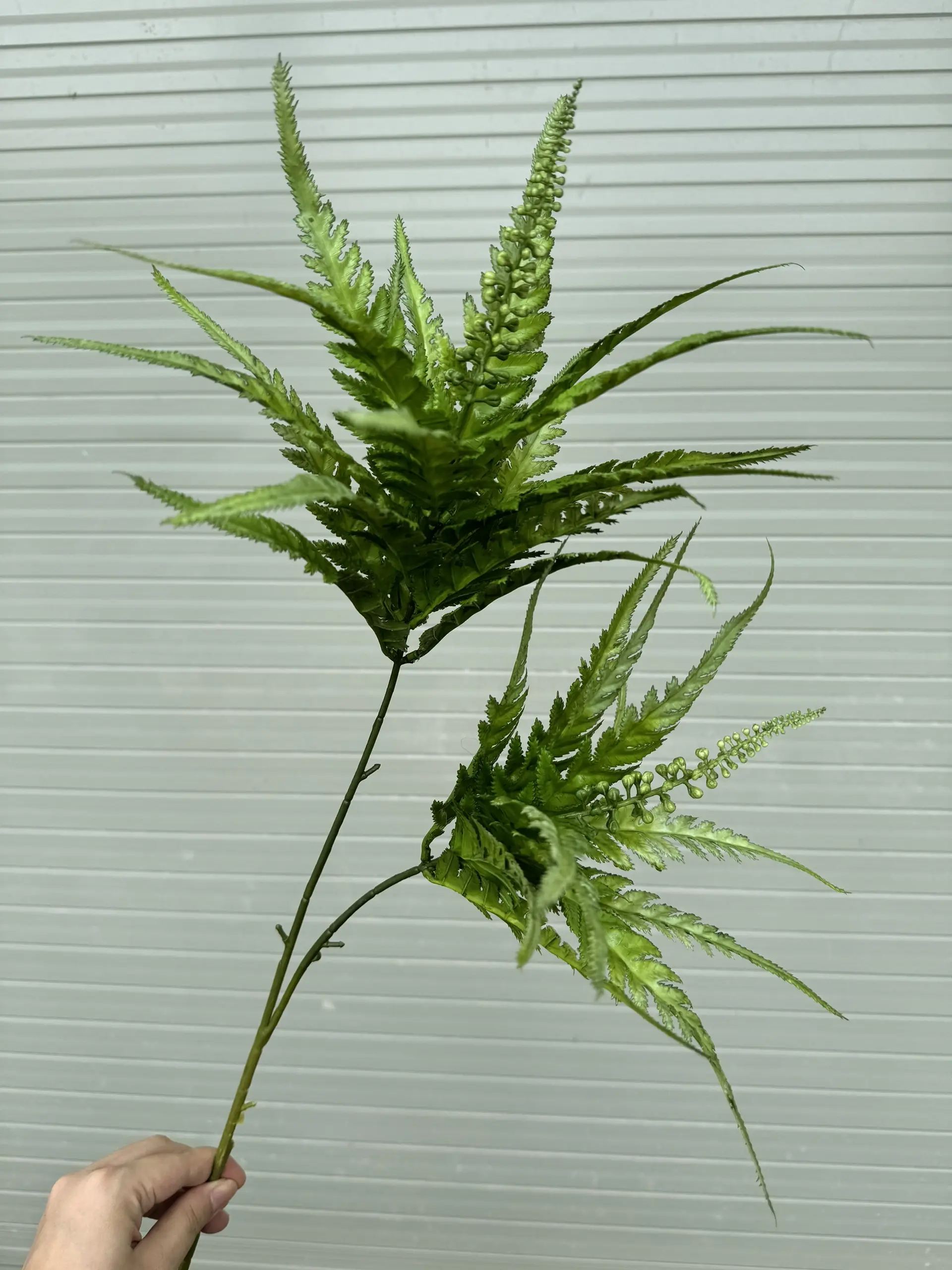 Điểm Lá Thạch Tùng - Ảnh 3