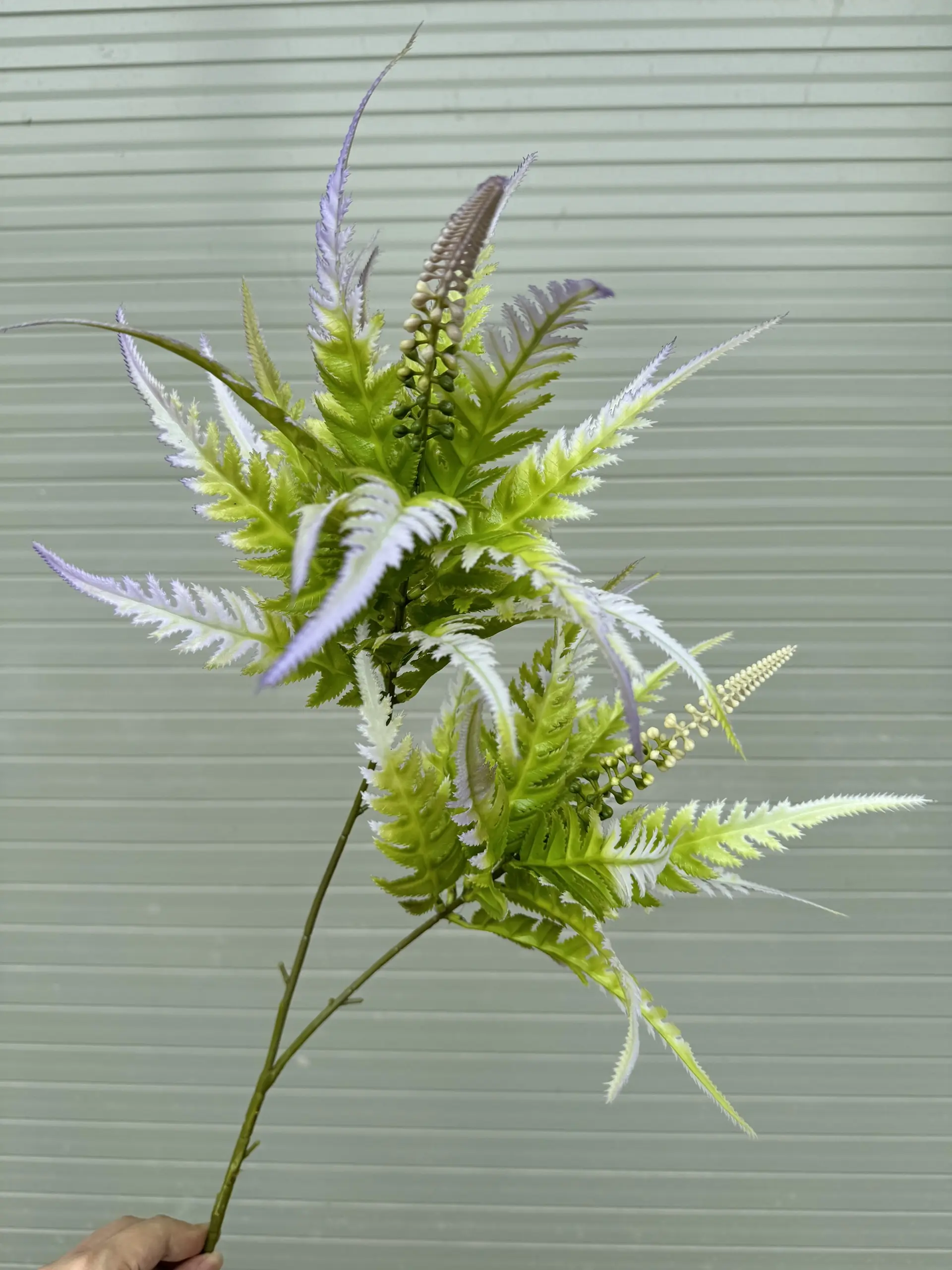 Điểm Lá Thạch Tùng - Ảnh 4