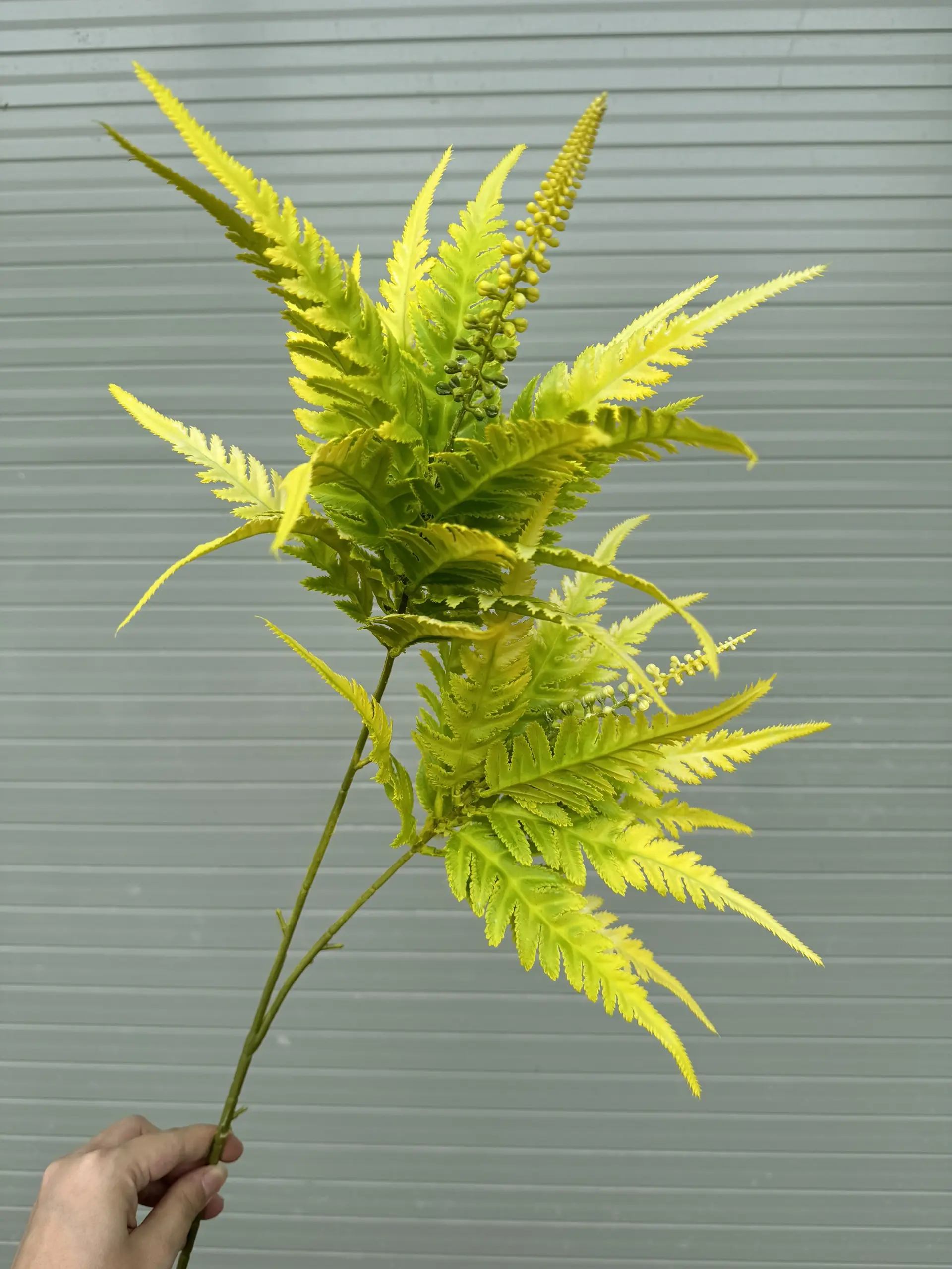 Điểm Lá Thạch Tùng - Ảnh 6