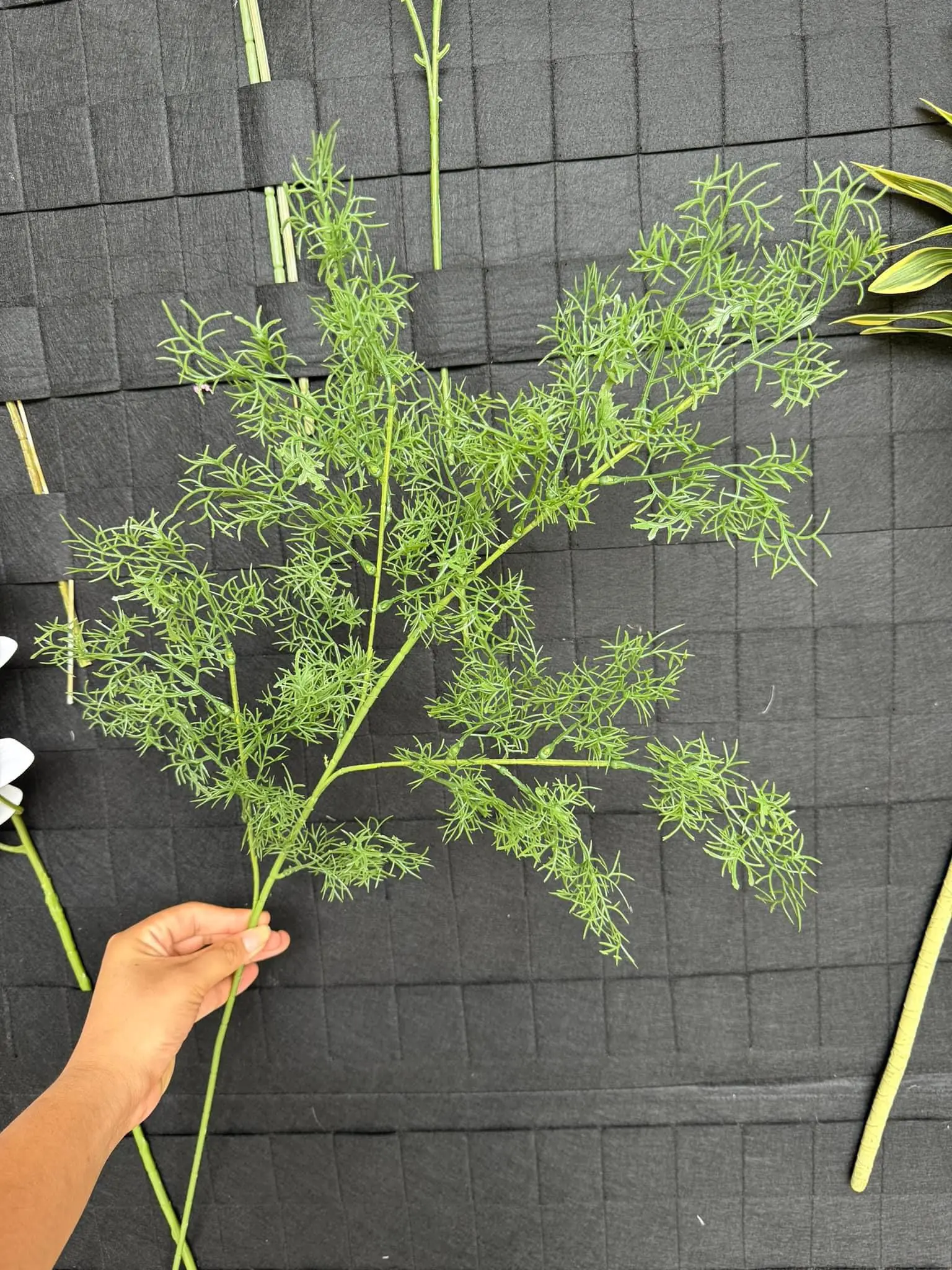 Điểm Lá Thì Là - Ảnh 2