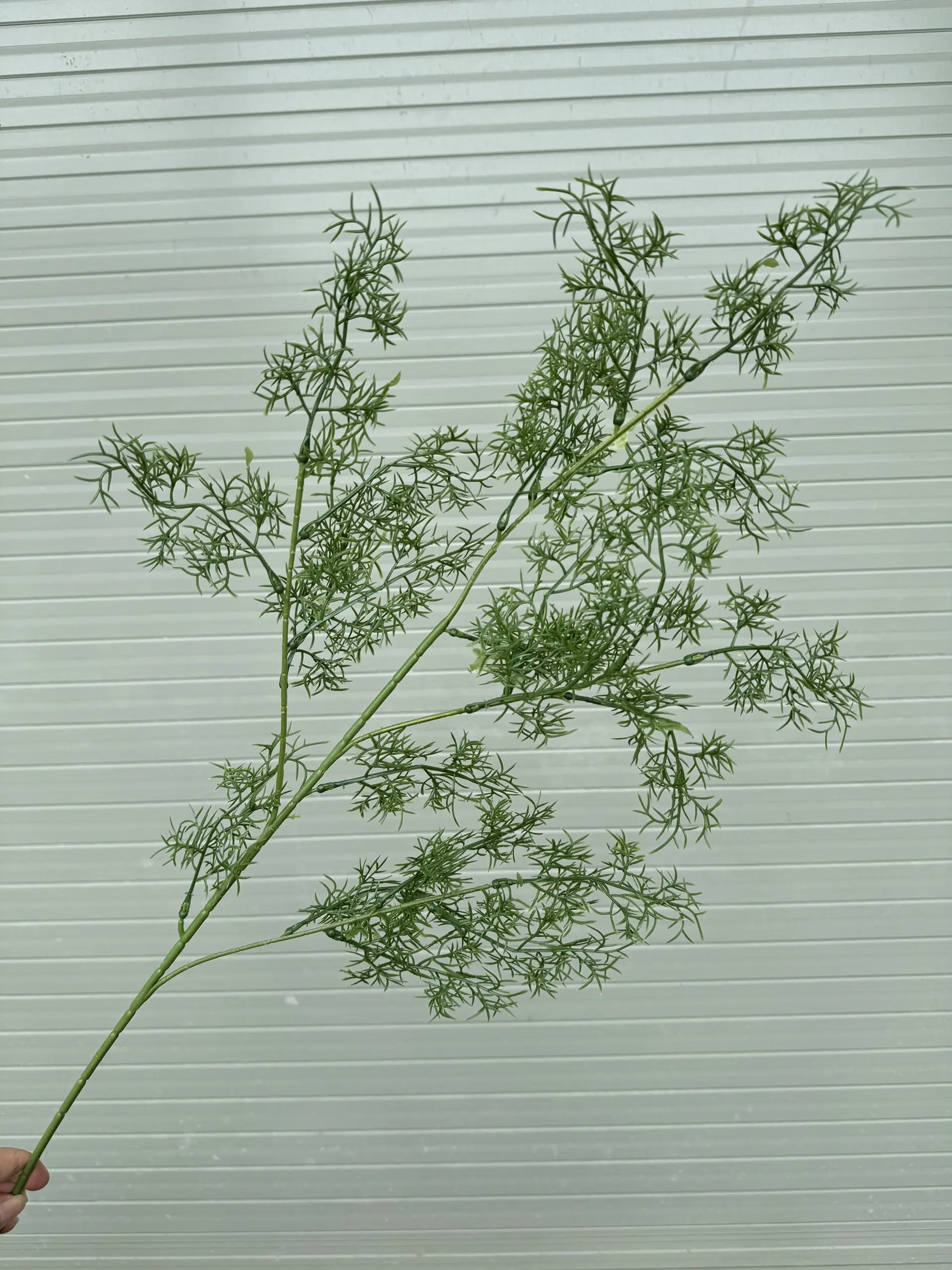 Điểm Lá Thì Là - Ảnh 3