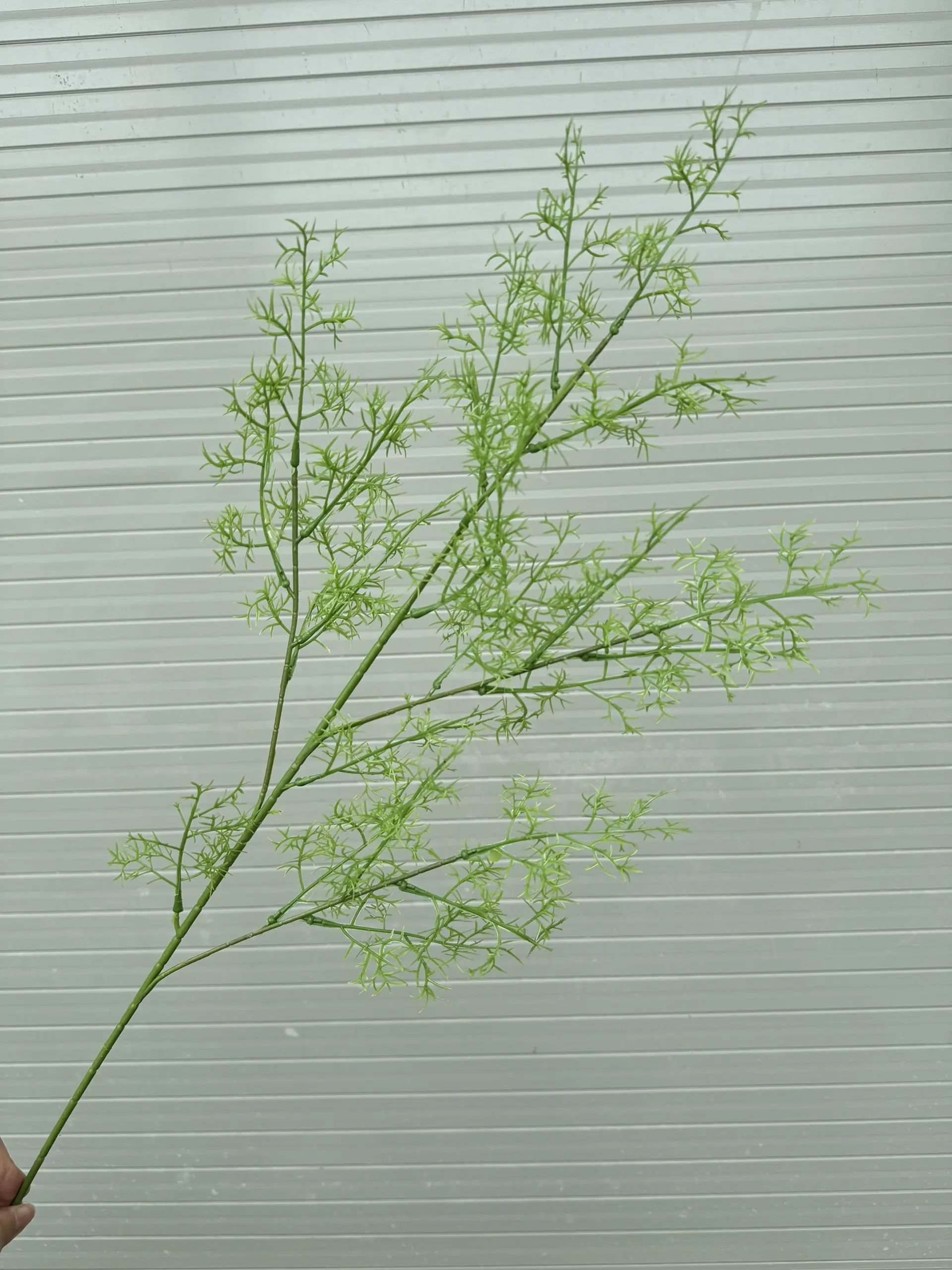 Điểm Lá Thì Là - Ảnh 4