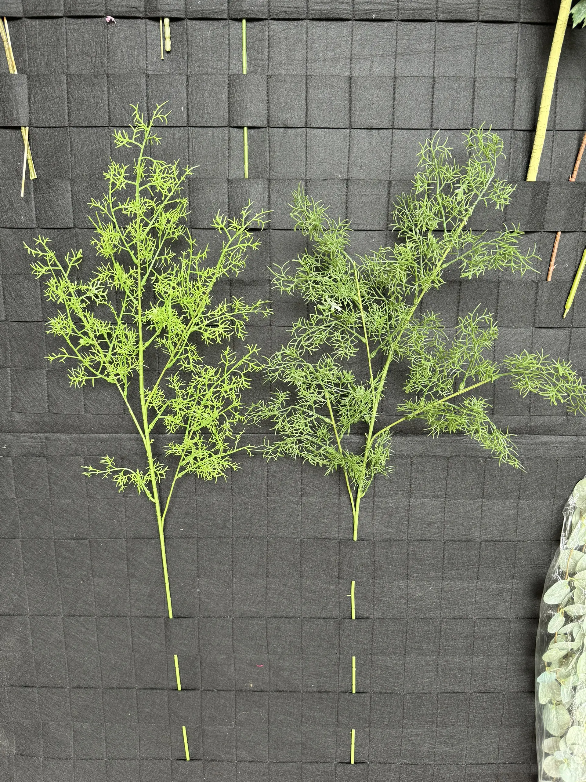 Điểm Lá Thì Là - Ảnh 6