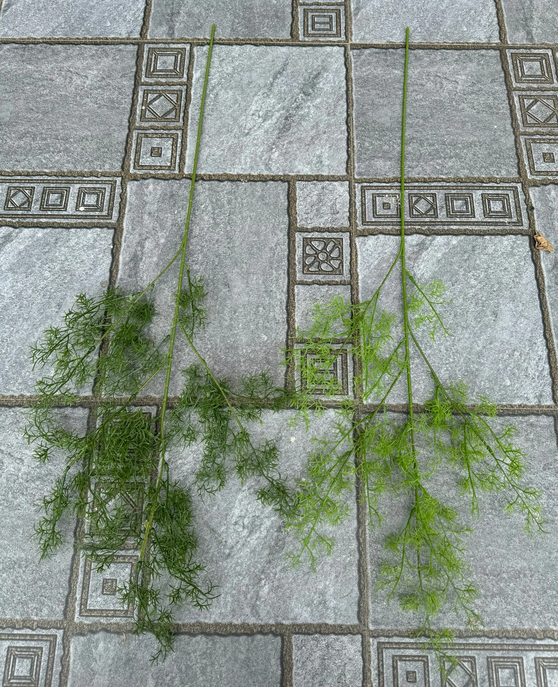 Điểm Lá Thì Là - Ảnh 7