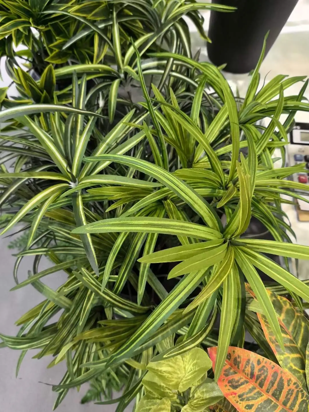 Điểm Lá Tóc Tiên