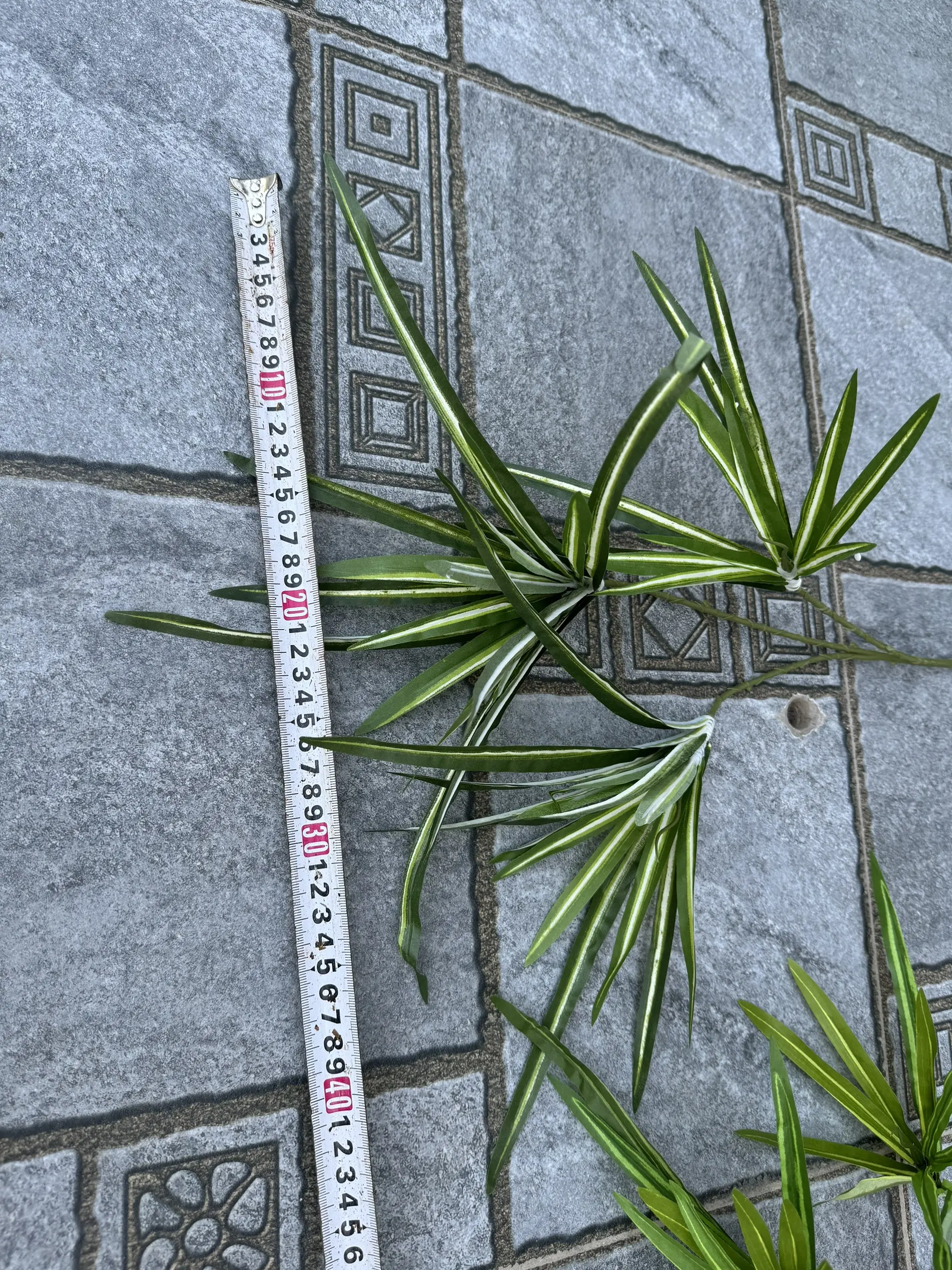 Điểm Lá Tóc Tiên - Ảnh 3