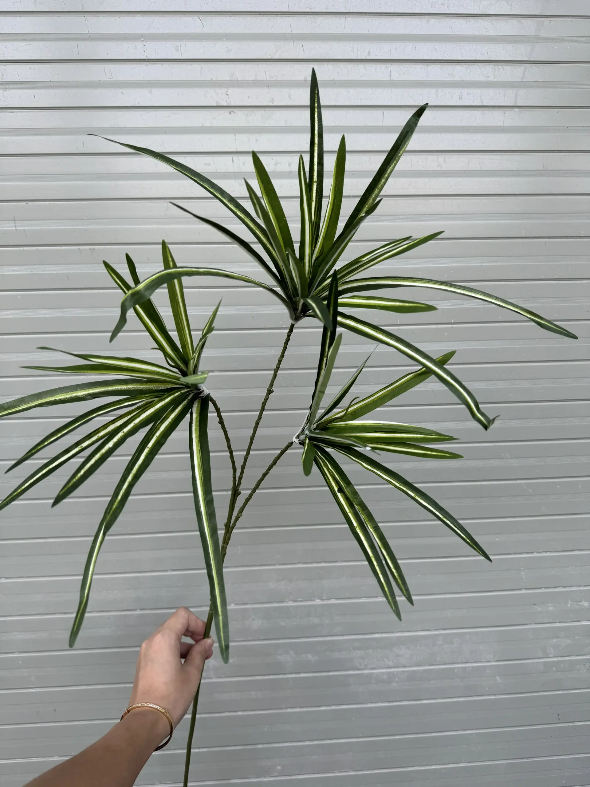 Điểm Lá Tóc Tiên - Ảnh 4