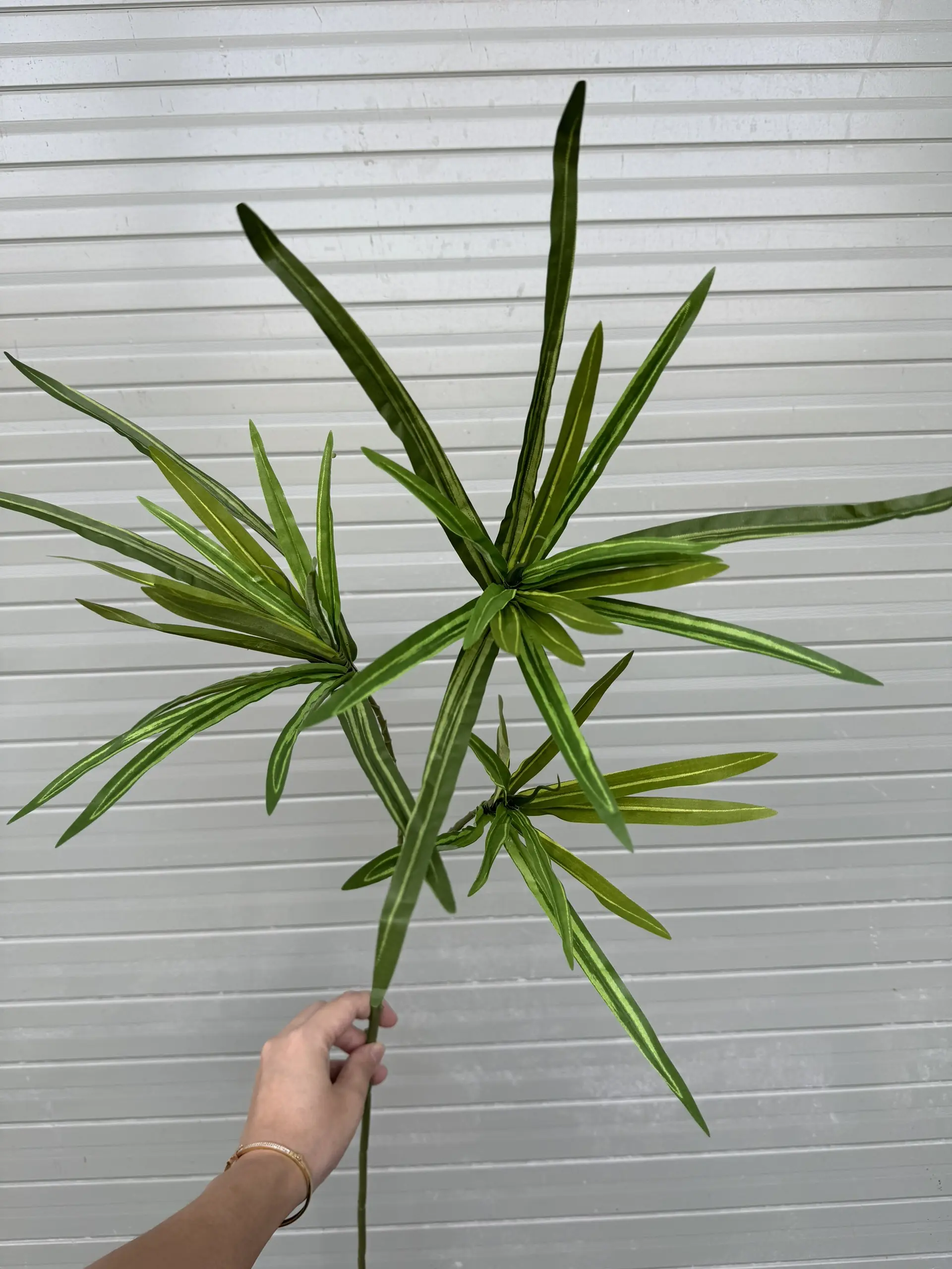 Điểm Lá Tóc Tiên - Ảnh 5