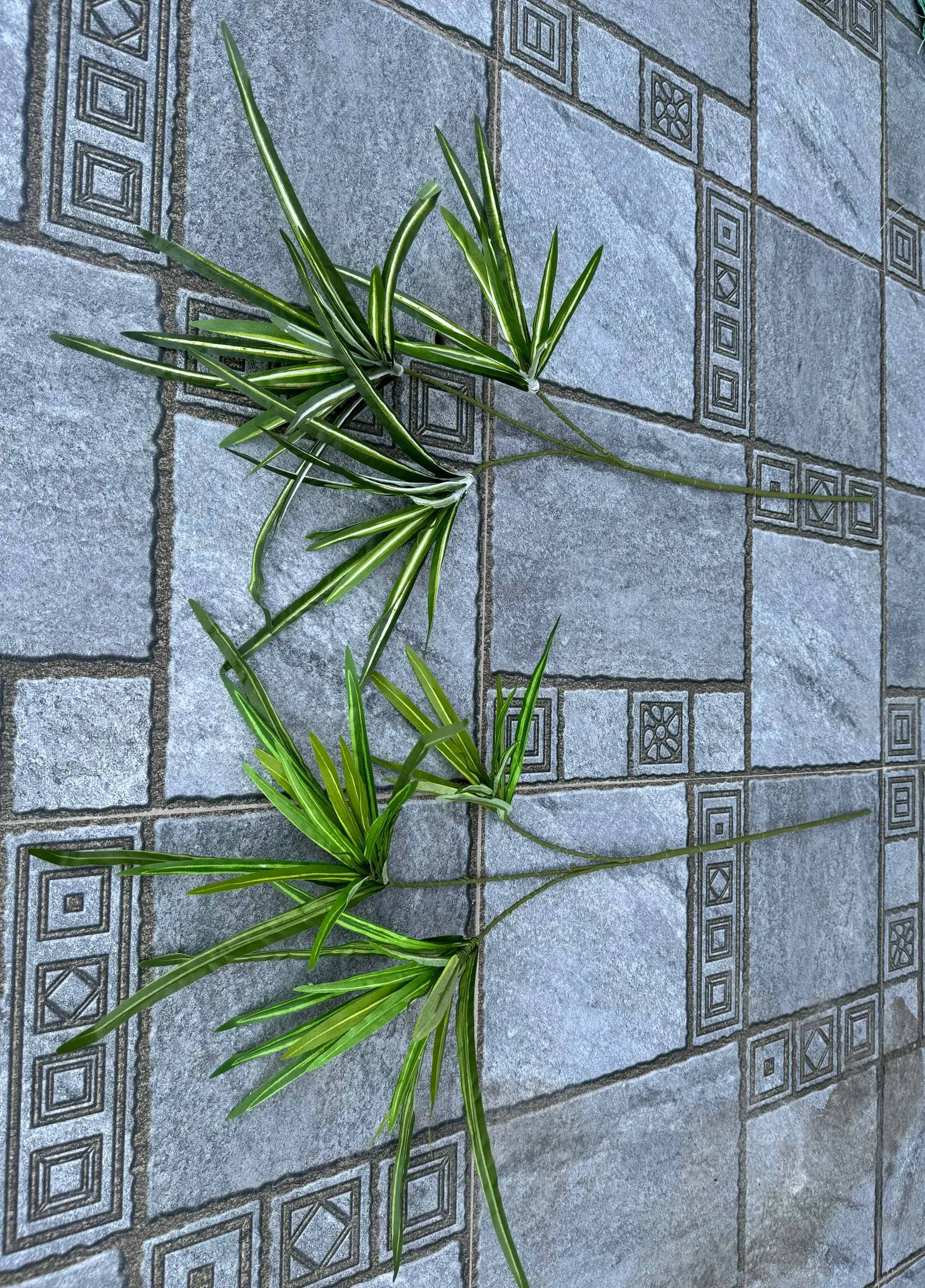 Điểm Lá Tóc Tiên - Ảnh 7