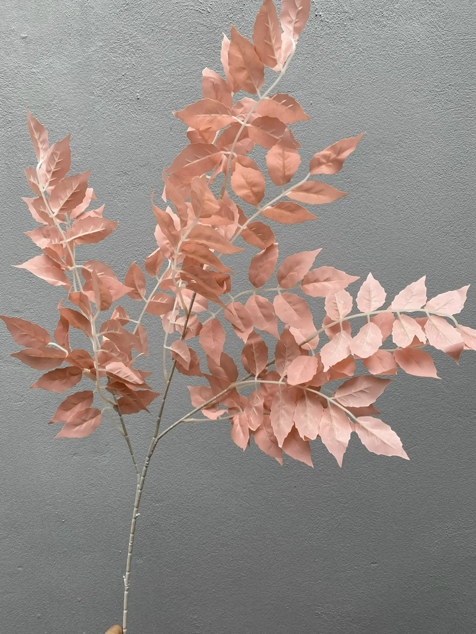 Điểm Lá Xà Cừ - Ảnh 7