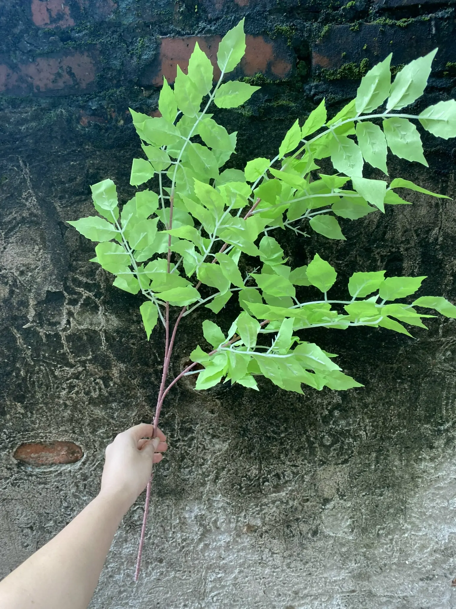 Điểm Lá Xà Cừ - Ảnh 9