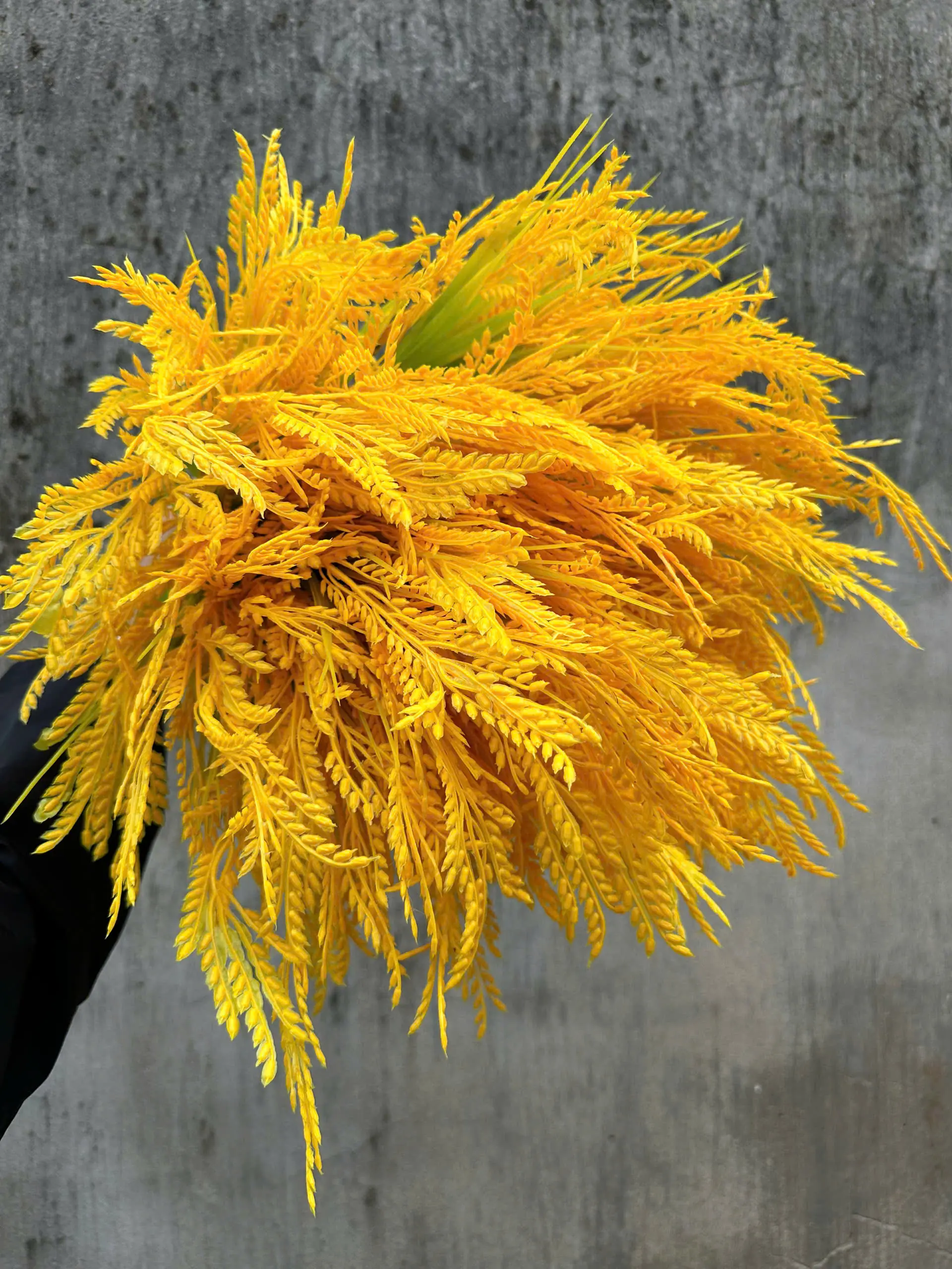 Điểm Lúa Cụm Ngắn