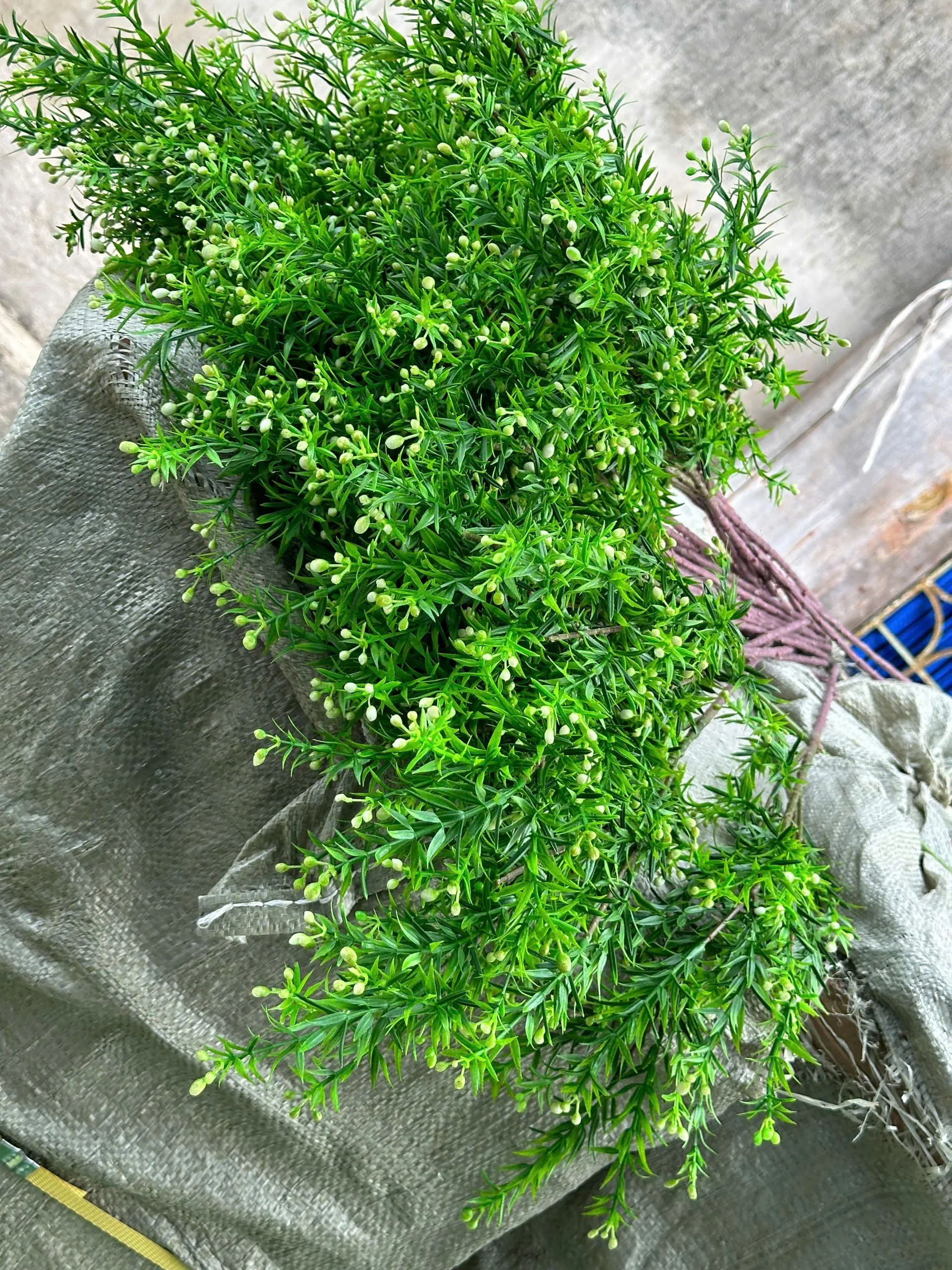 Điểm Nguyệt Quế Nụ