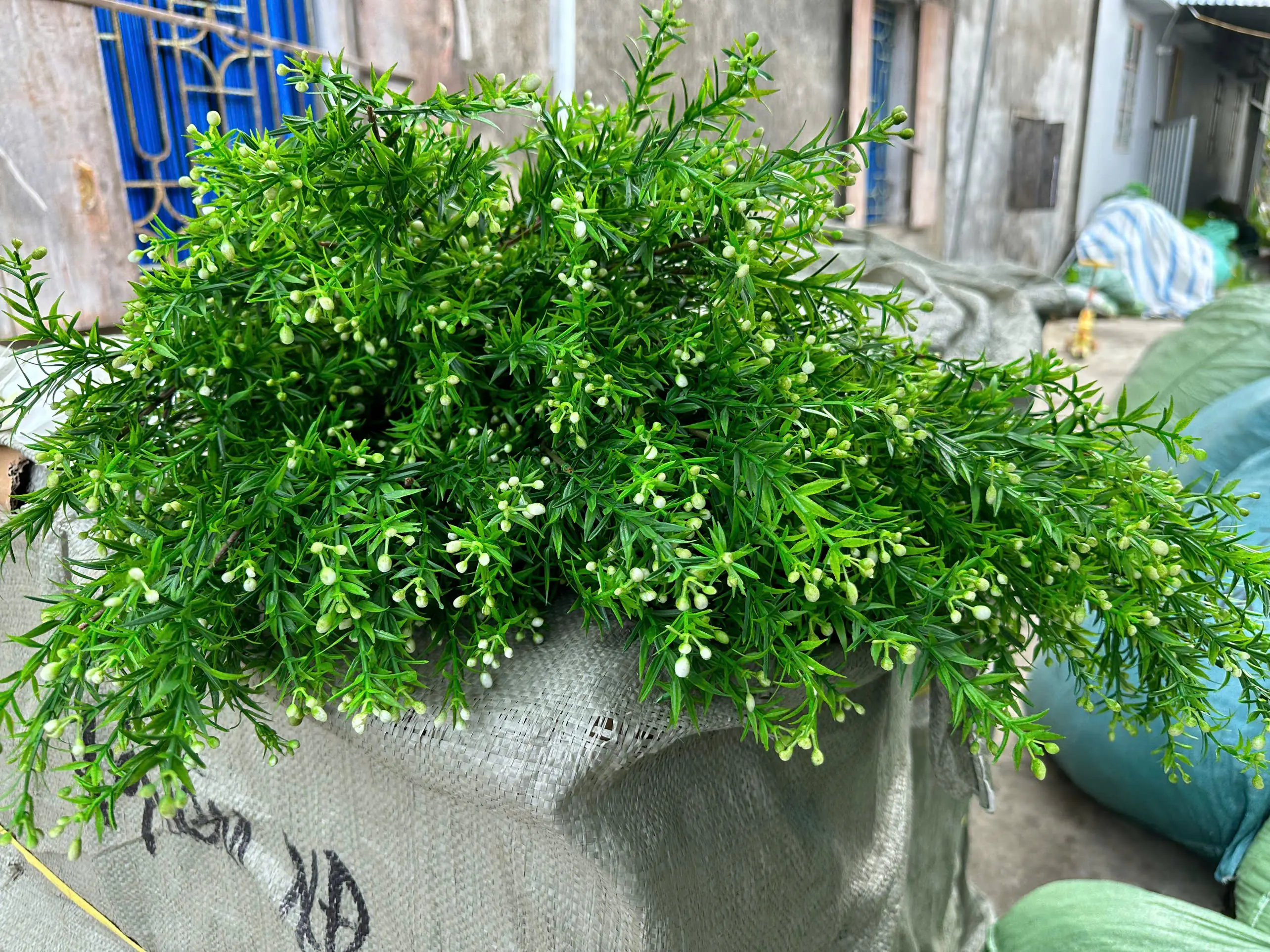 Điểm Nguyệt Quế Nụ - Ảnh 3