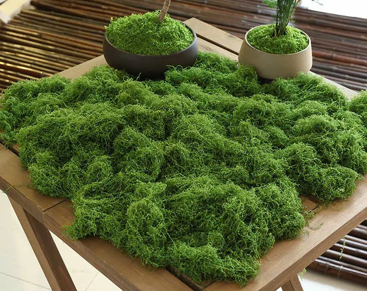 Điểm Rêu Sợi Kg