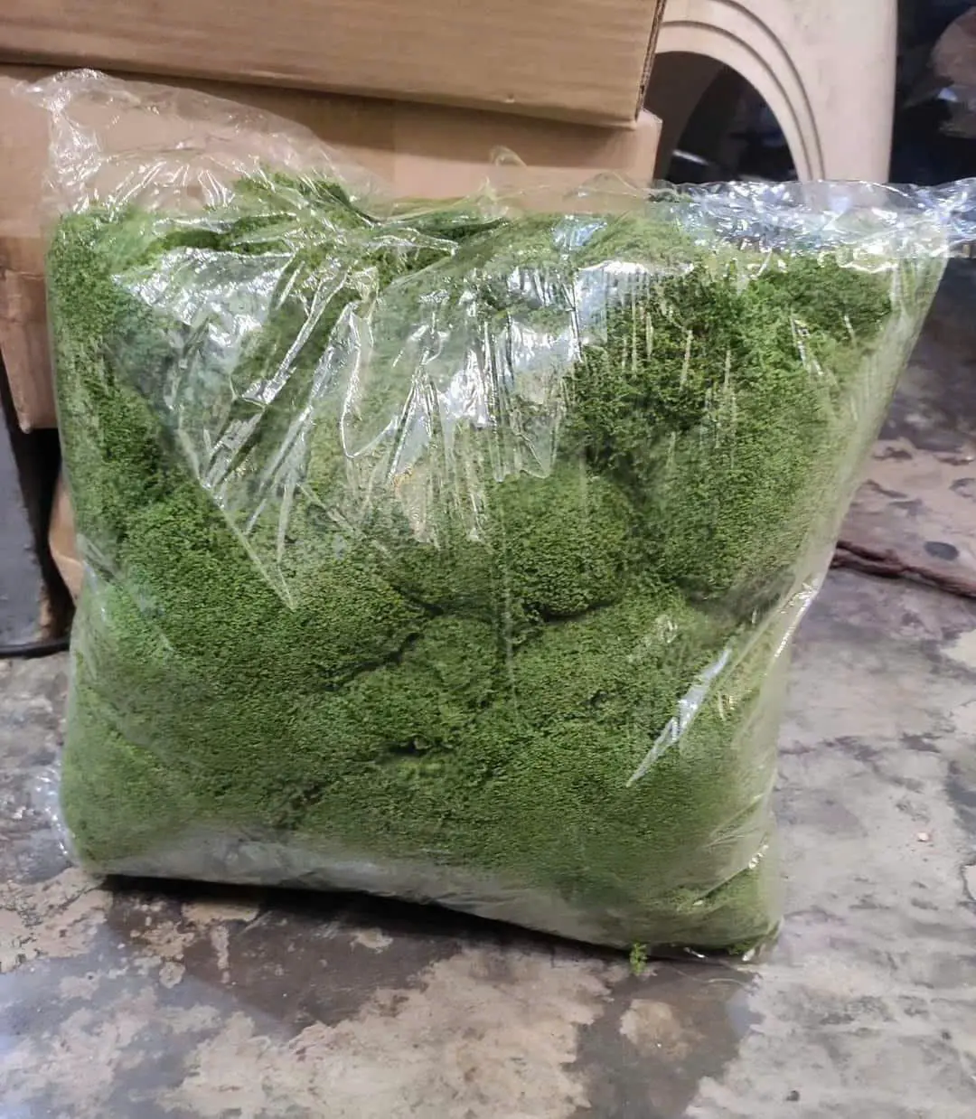 Điểm Rêu Sợi Kg - Ảnh 4