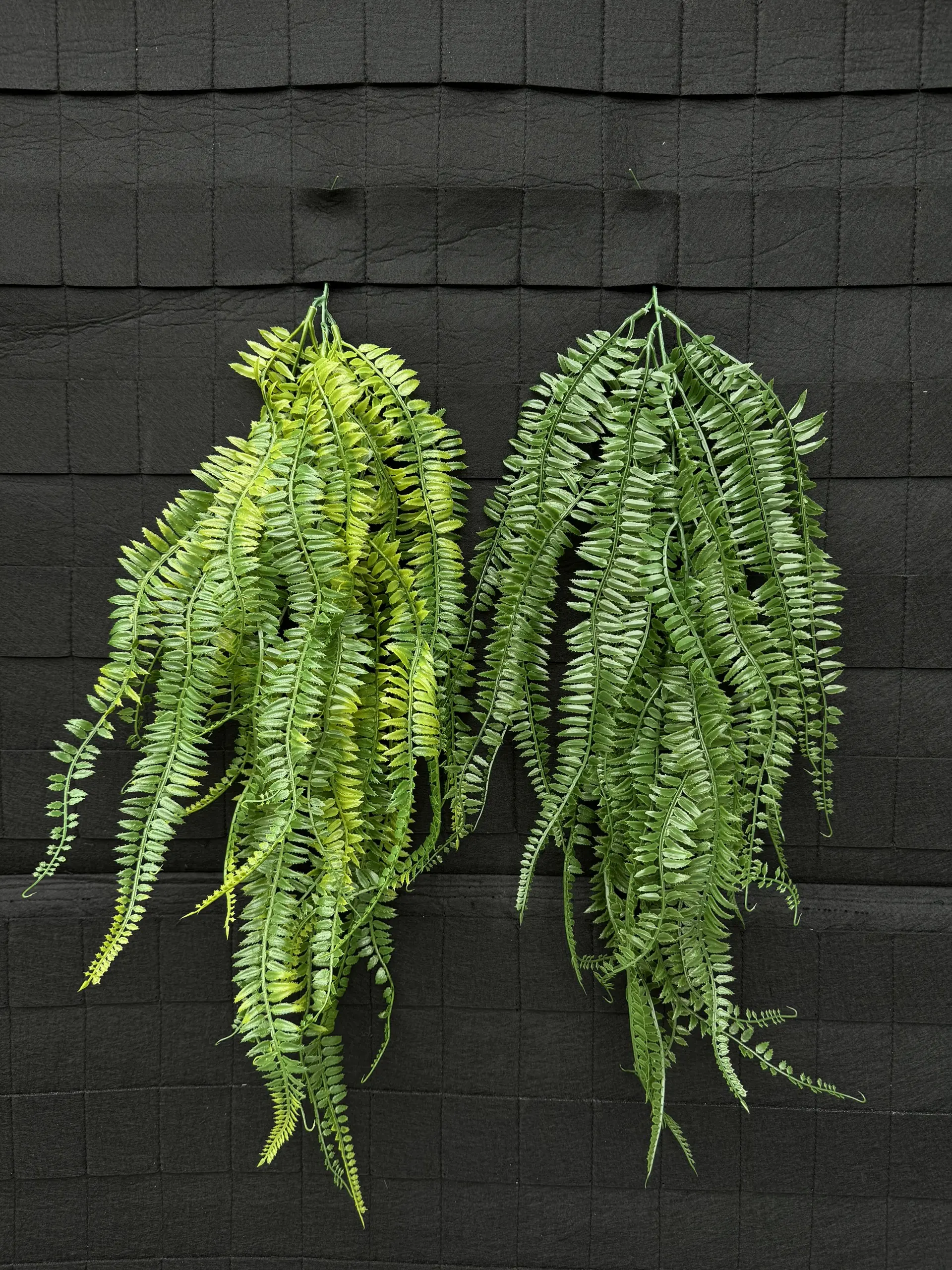 Điểm Rủ Dương Xỉ Lá