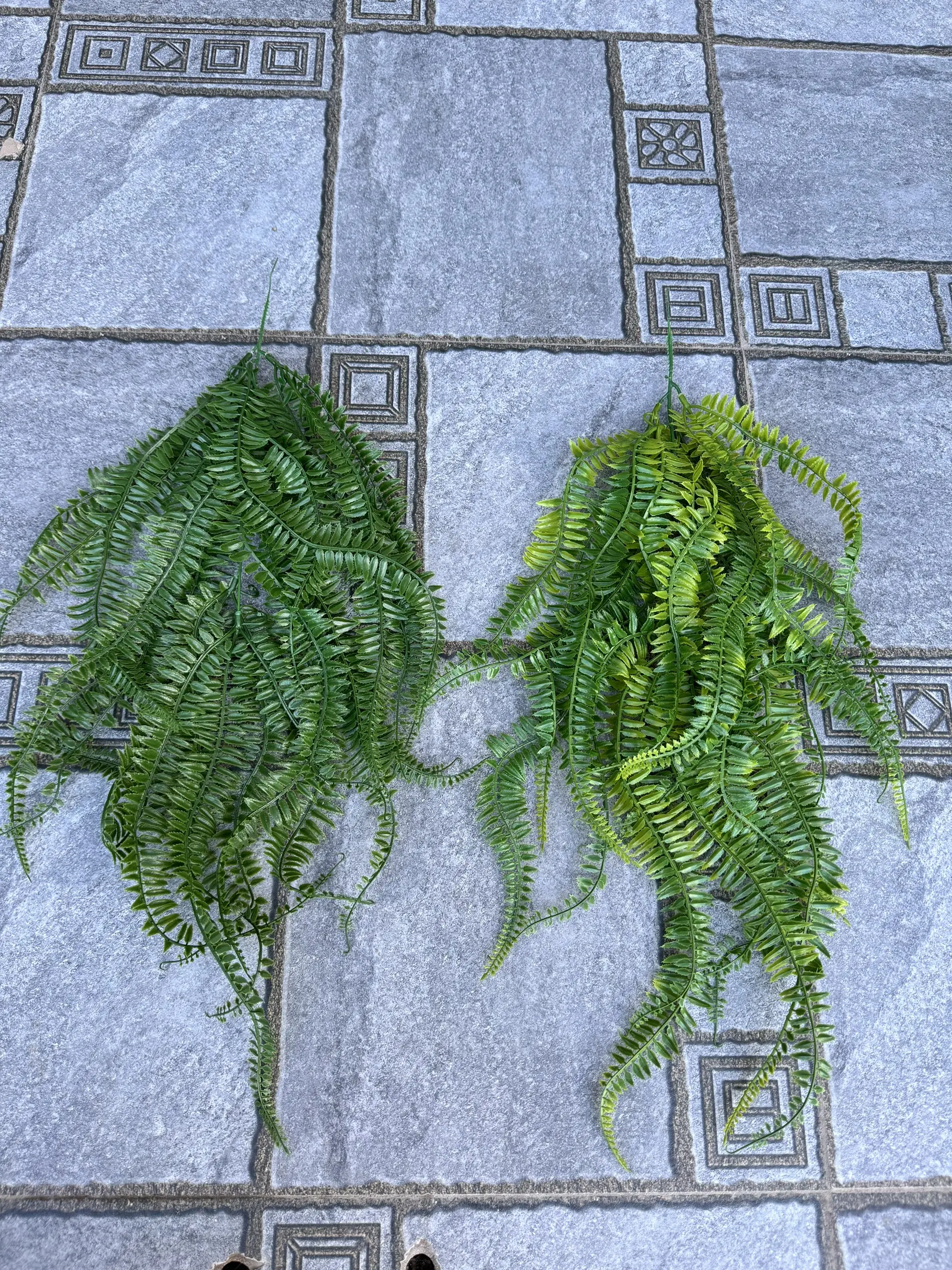 Điểm Rủ Dương Xỉ Lá - Ảnh 2