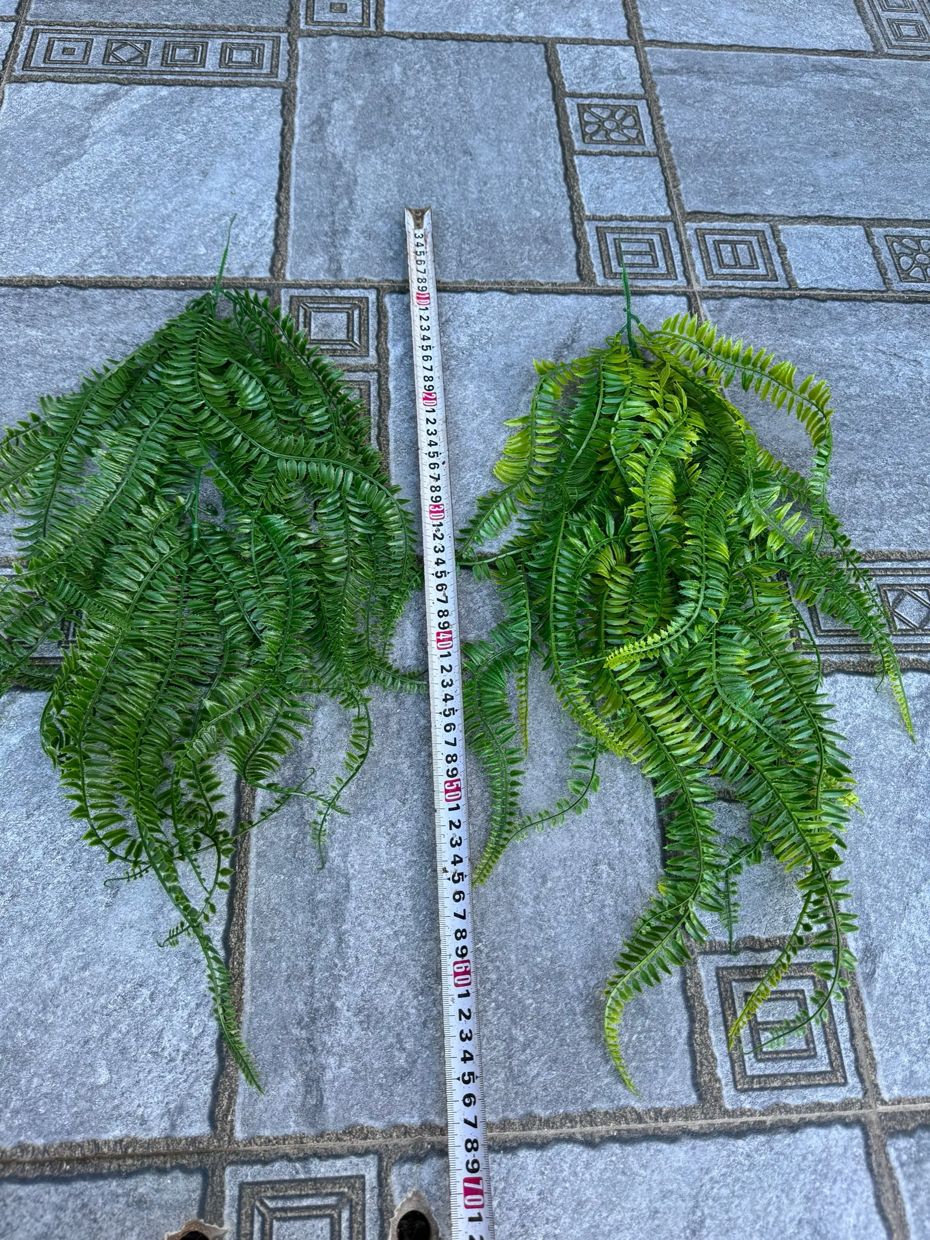 Điểm Rủ Dương Xỉ Lá - Ảnh 3