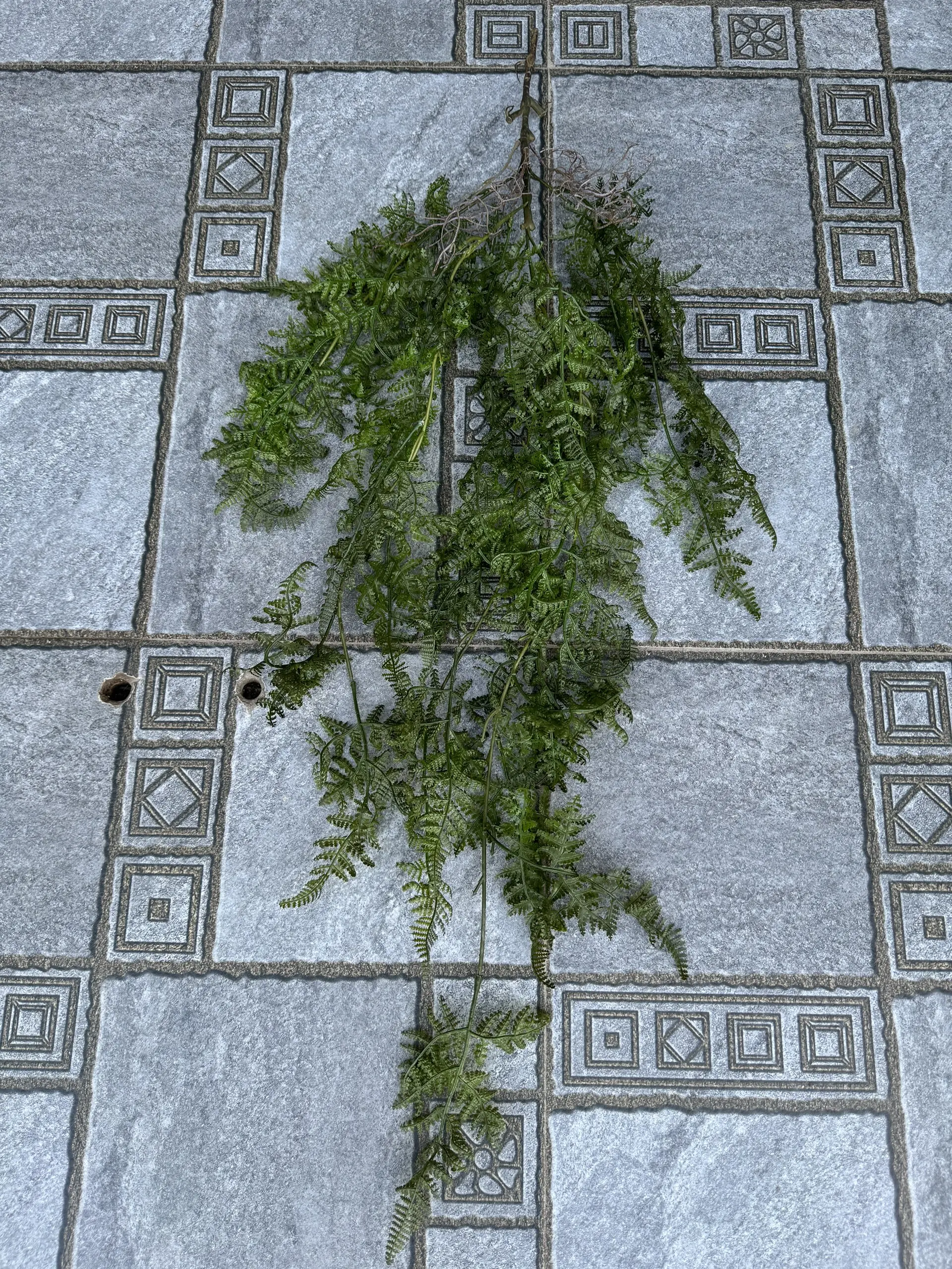 Điểm Rủ Rừng Cao Su - Ảnh 2