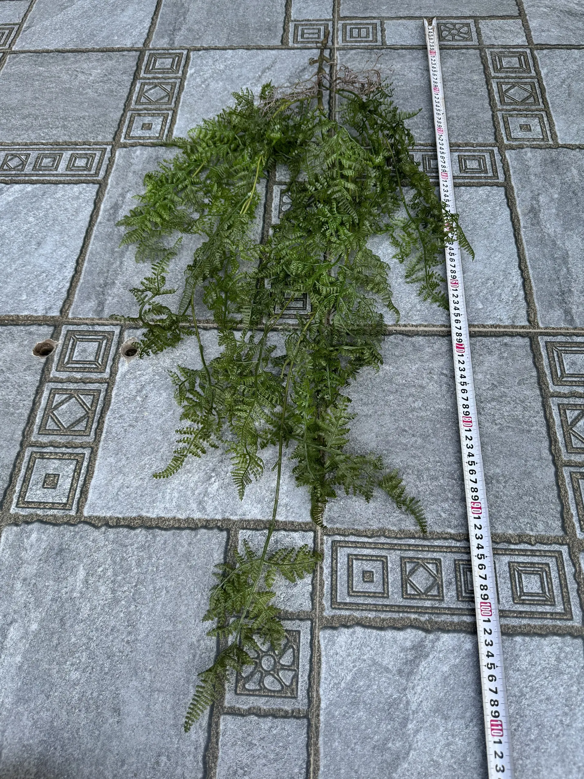 Điểm Rủ Rừng Cao Su - Ảnh 3