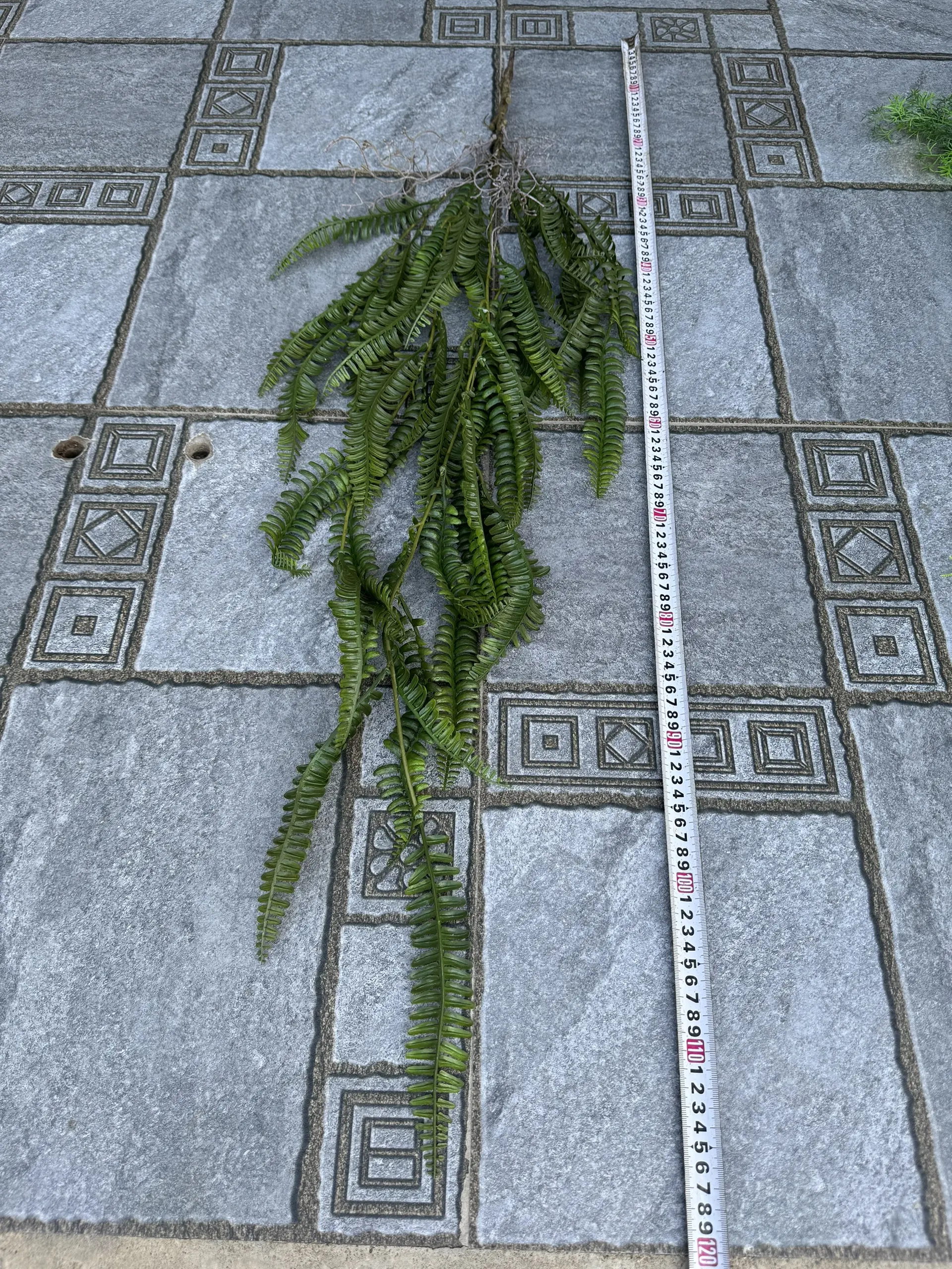 Điểm Rủ Rừng Cao Su - Ảnh 4