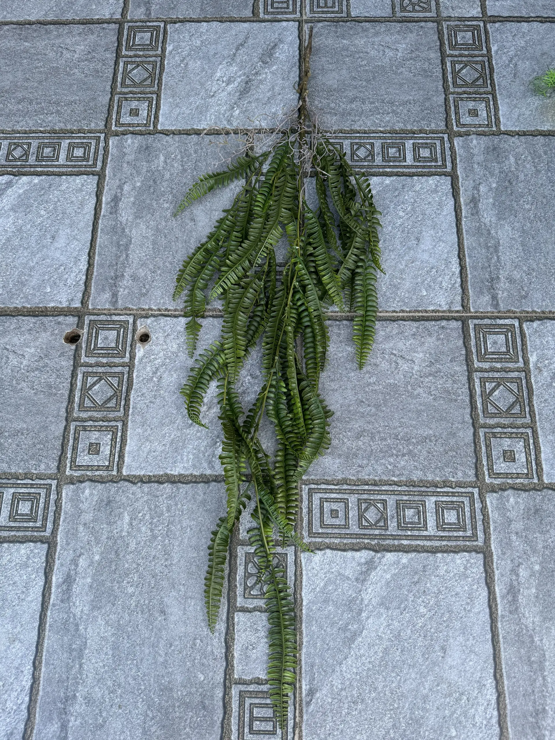 Điểm Rủ Rừng Cao Su - Ảnh 5