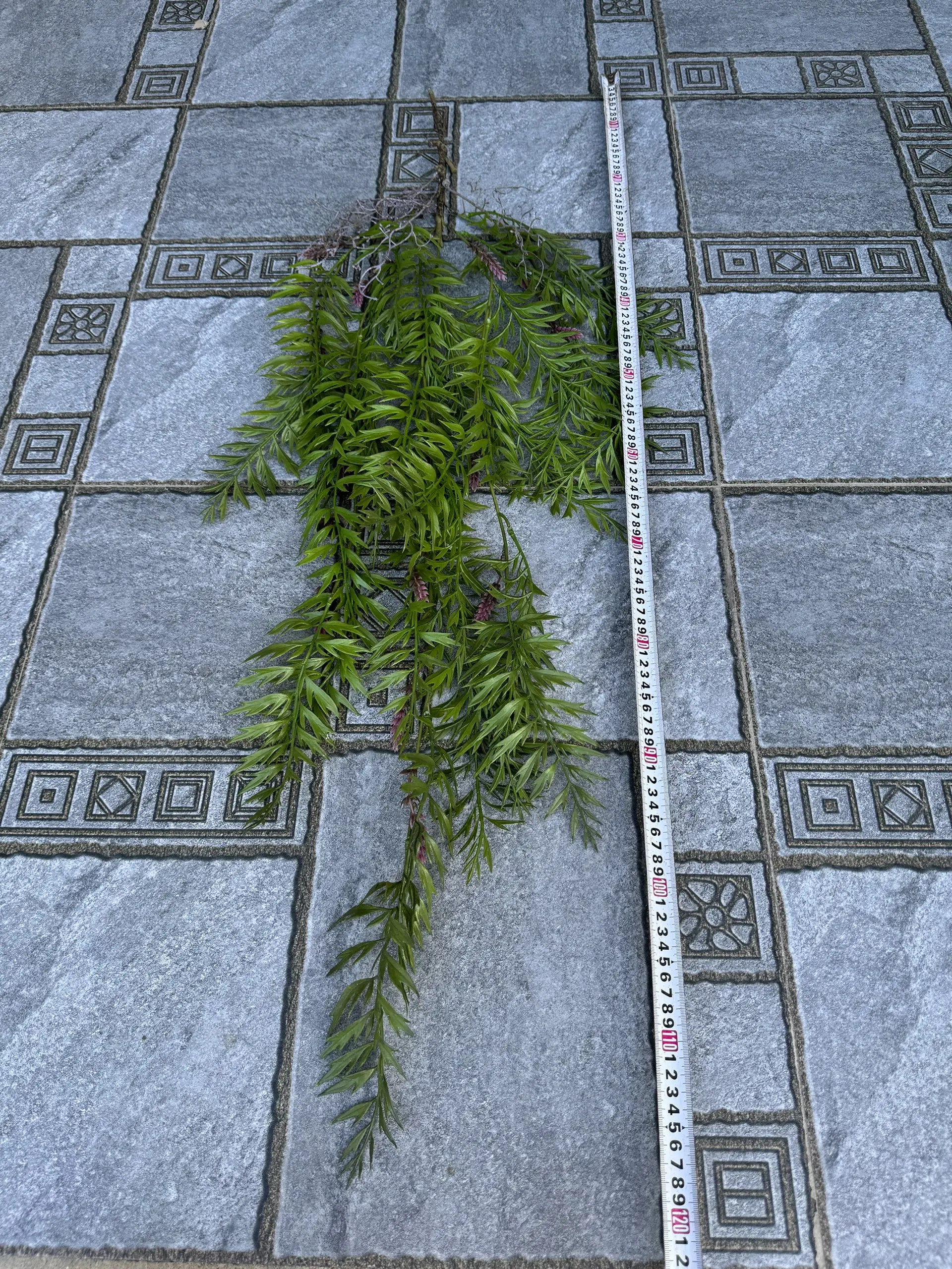 Điểm Rủ Rừng Cao Su - Ảnh 8