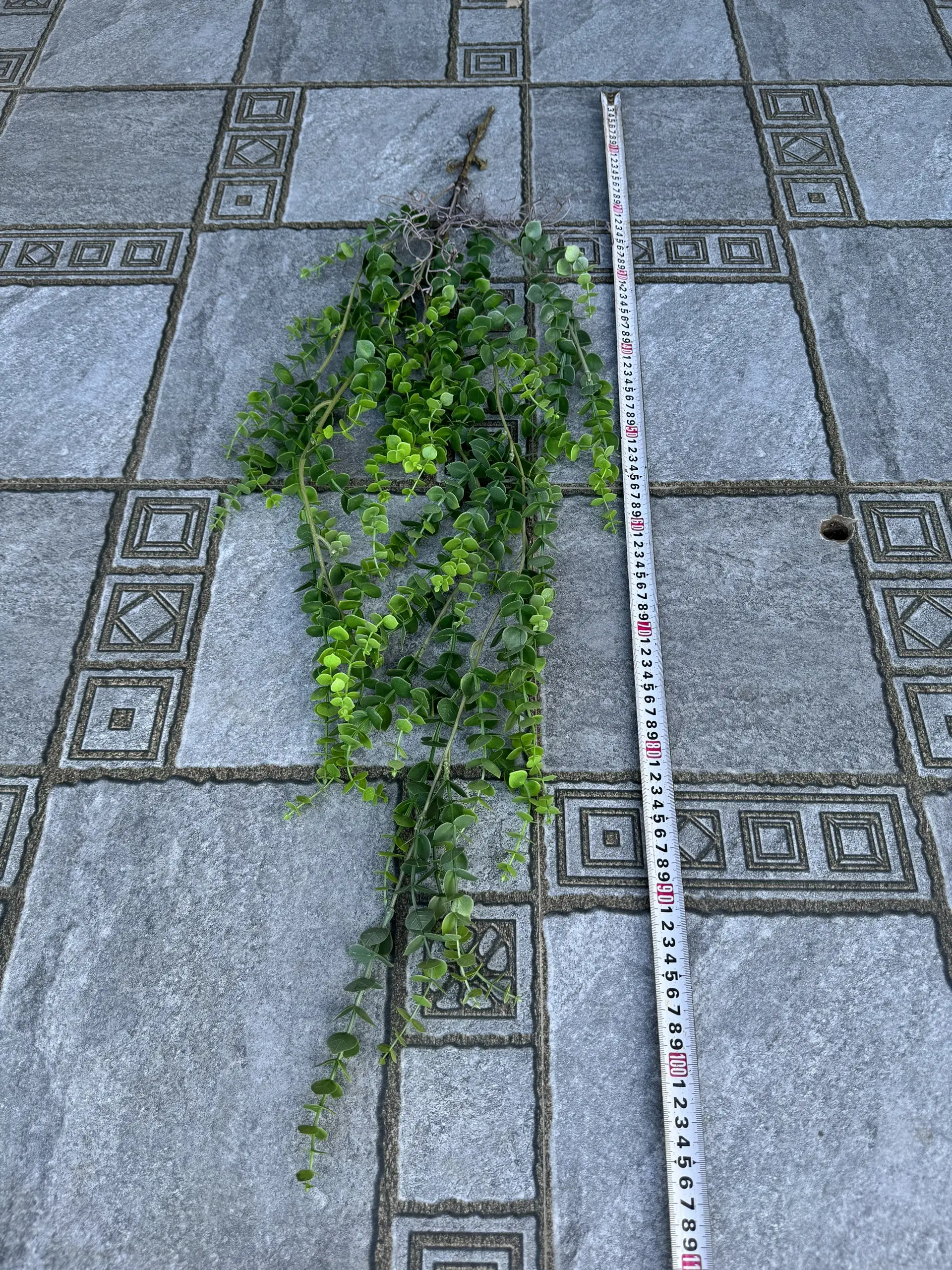 Điểm Rủ Rừng Cao Su - Ảnh 11