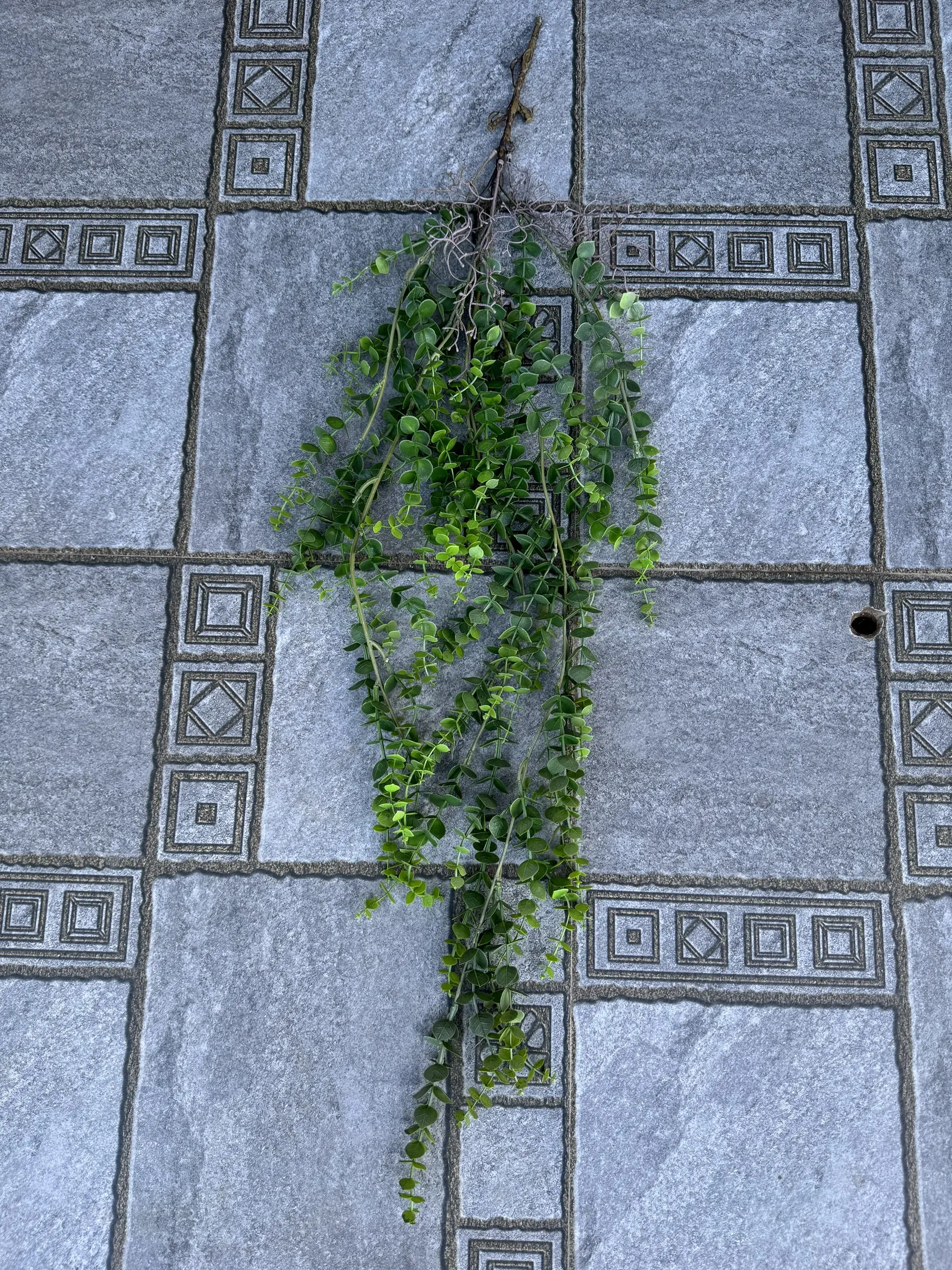 Điểm Rủ Rừng Cao Su - Ảnh 13