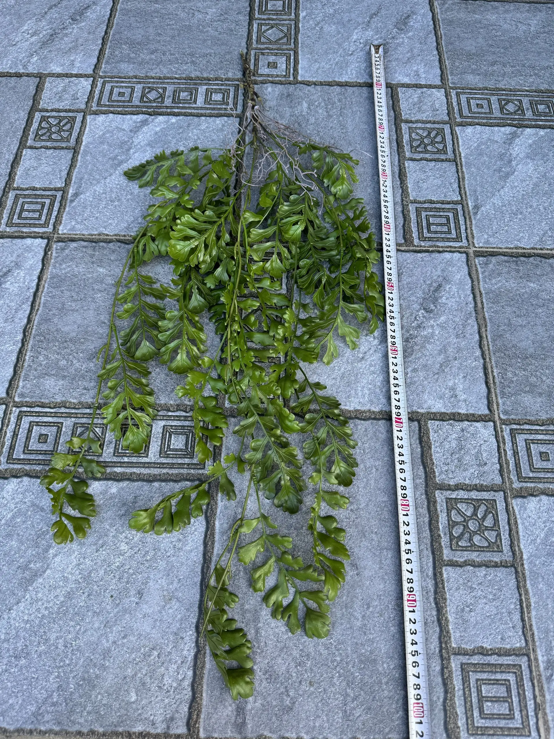 Điểm Rủ Rừng Cao Su - Ảnh 14