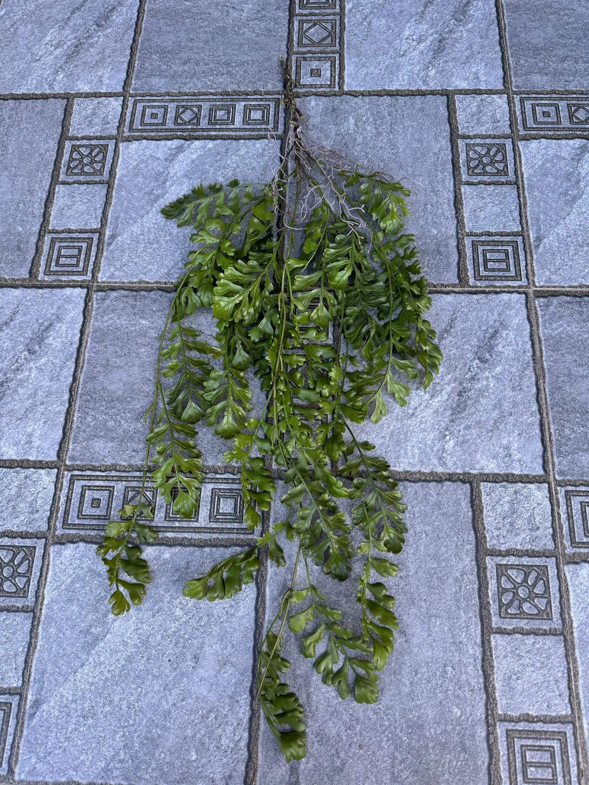 Điểm Rủ Rừng Cao Su - Ảnh 15