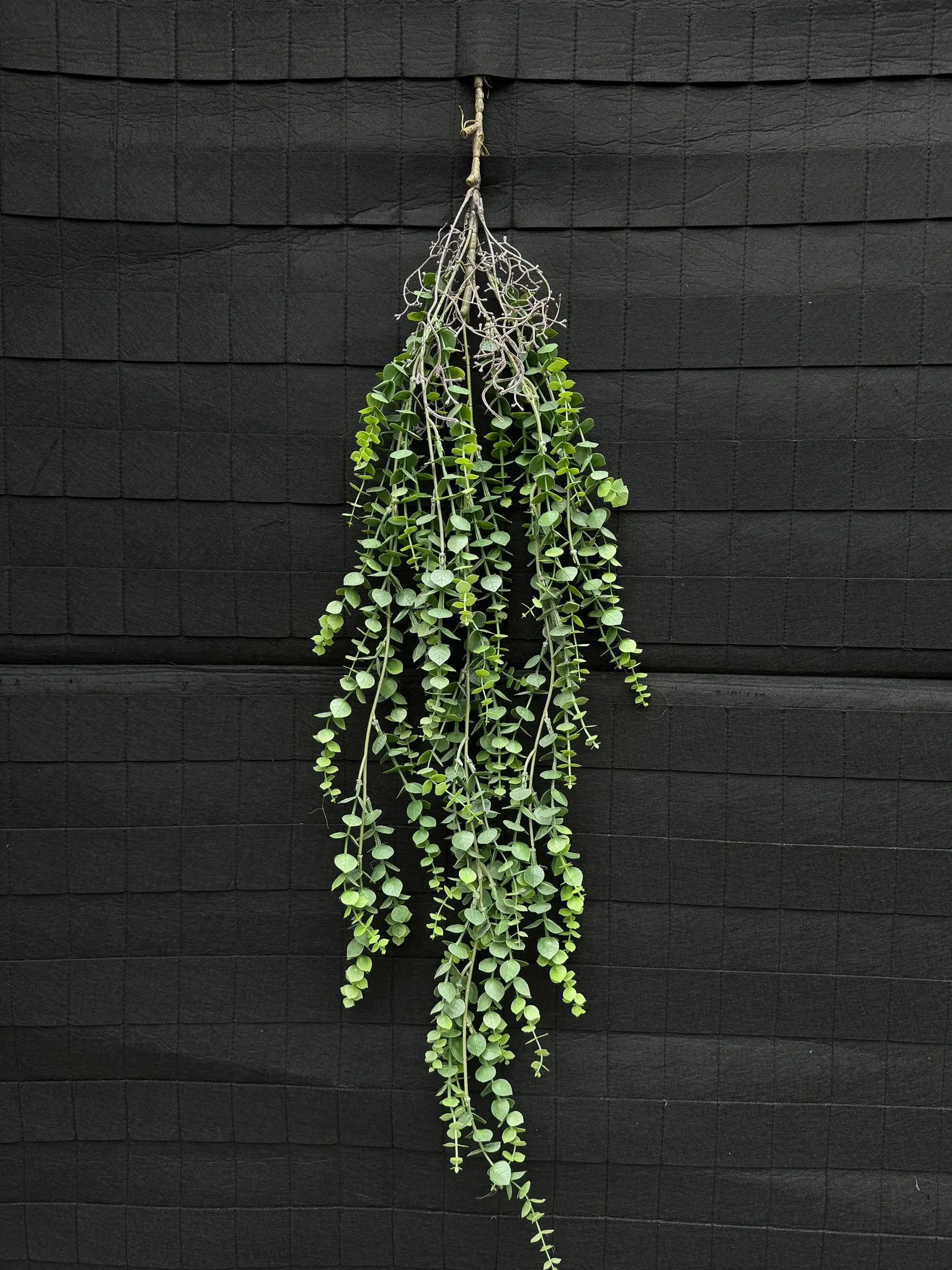 Điểm Rủ Rừng Cao Su - Ảnh 19