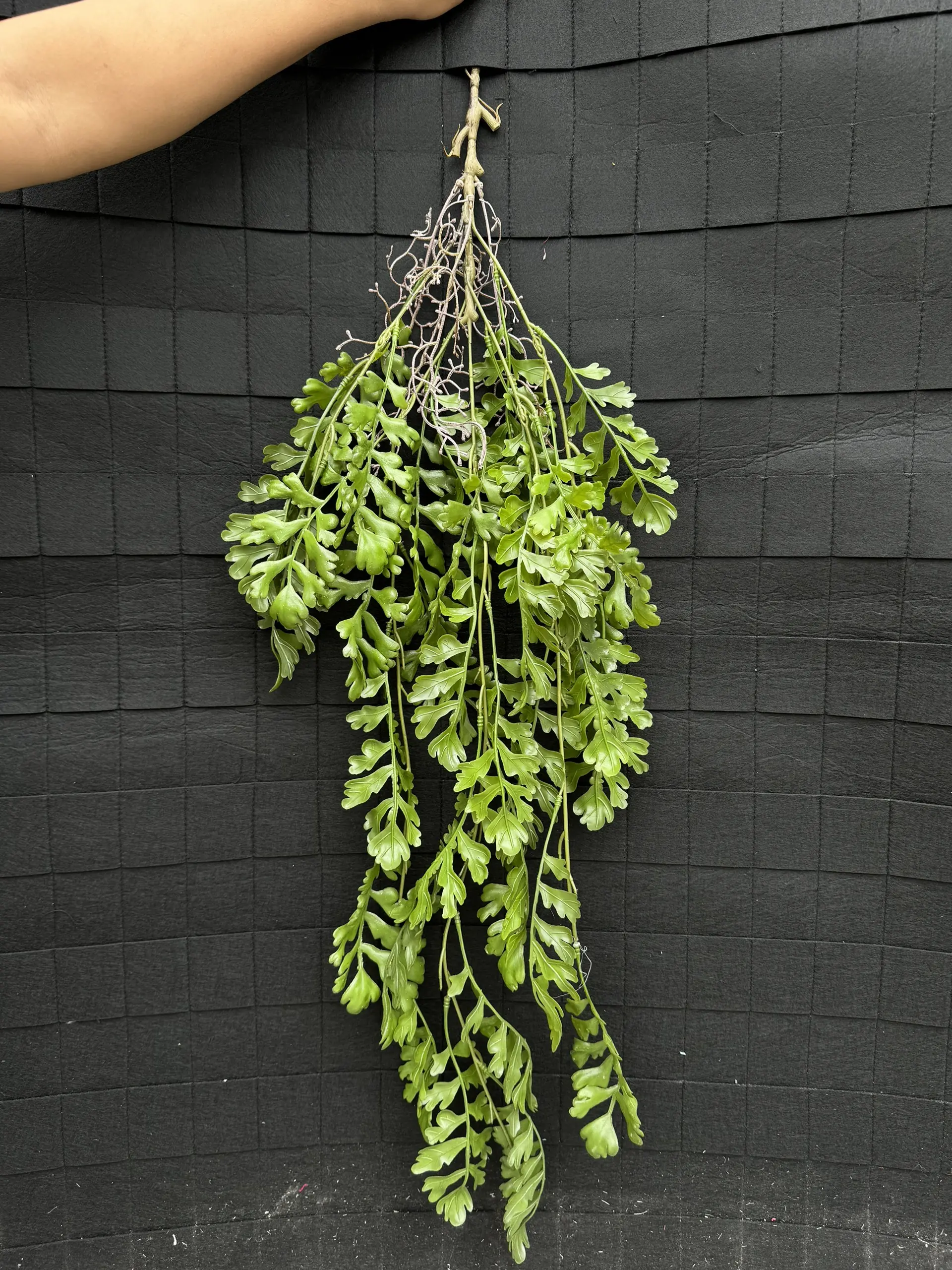 Điểm Rủ Rừng Cao Su - Ảnh 22