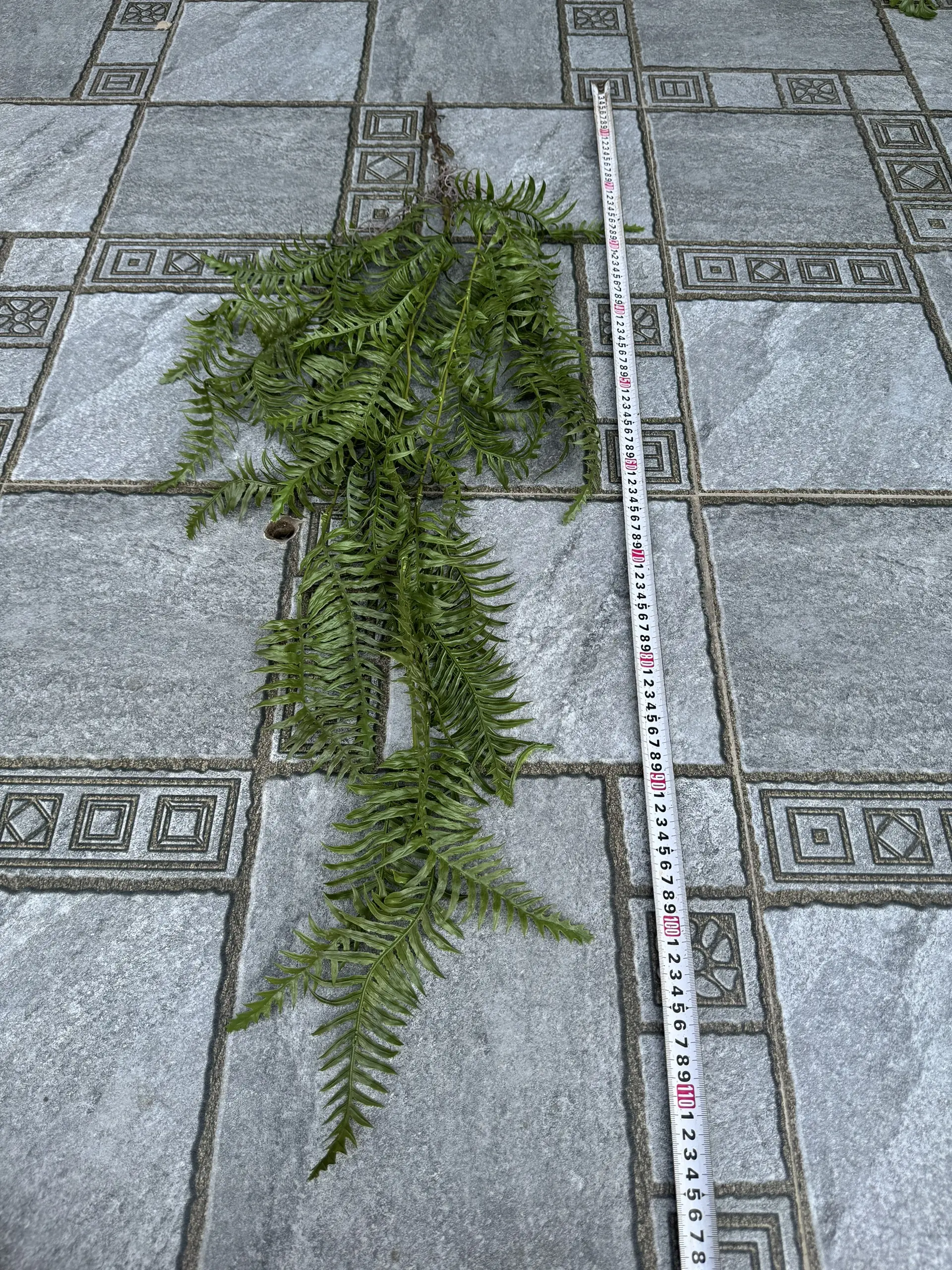 Điểm Rủ Rừng Cao Su - Ảnh 23