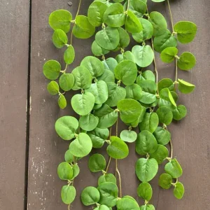 Điểm Rủ Táo 3D