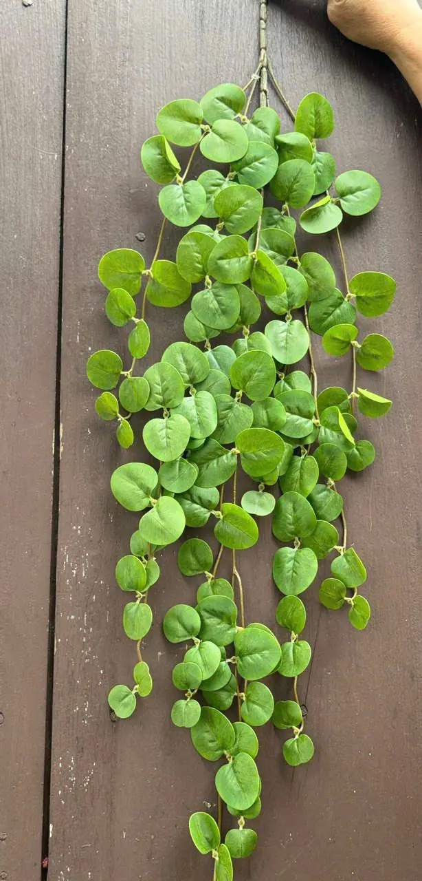 Điểm Rủ Táo 3D