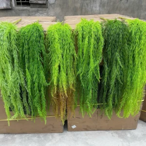 Điểm Rủ Tùng Kim