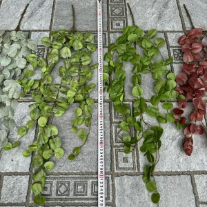 Điểm Táo Su Rủ