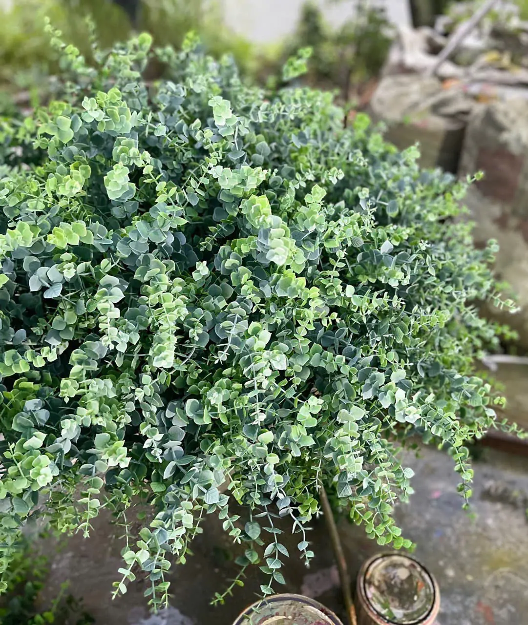 Điểm Táo Tim - Ảnh 2