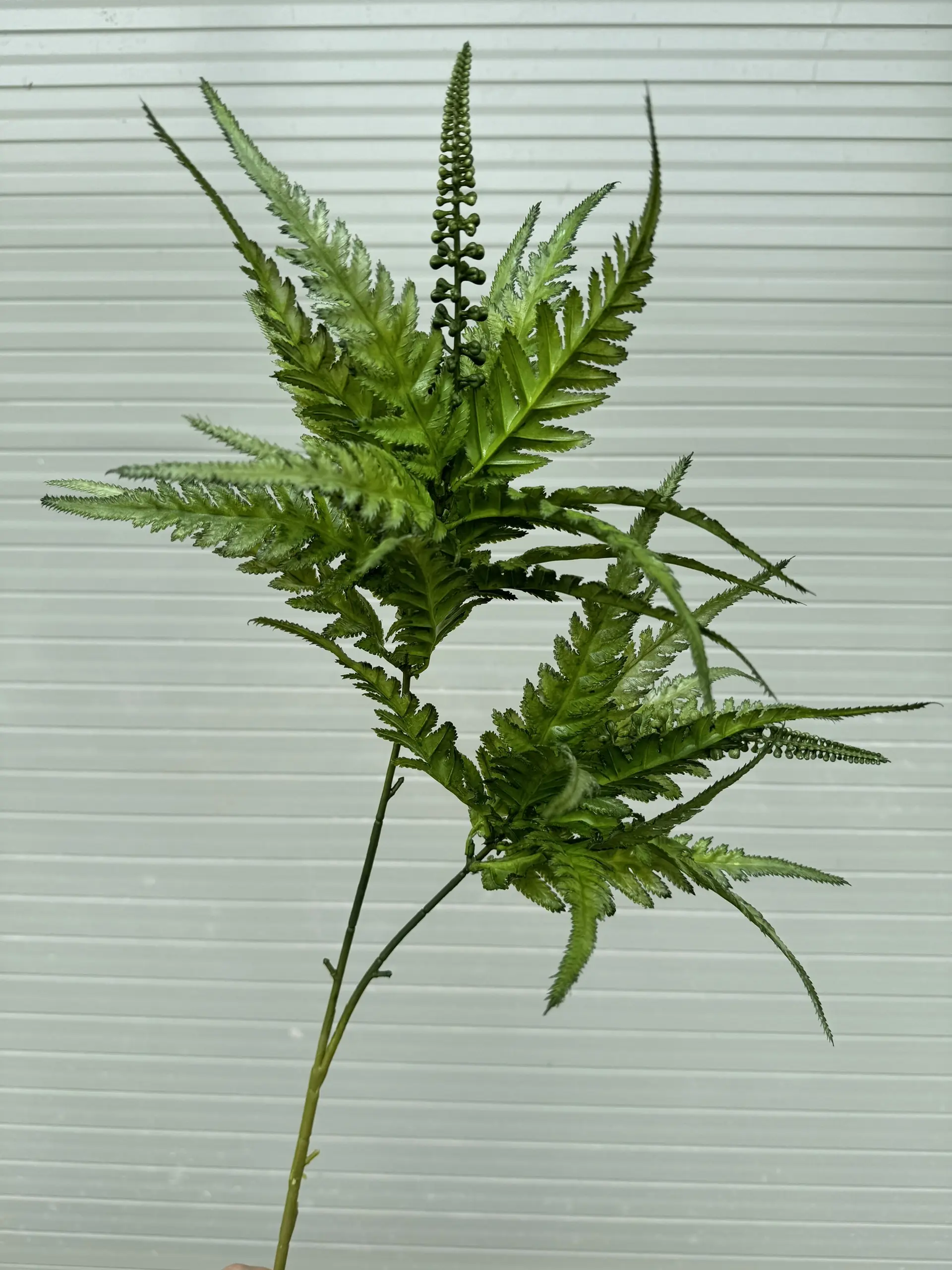 Điểm Thạch Tùng - Ảnh 4