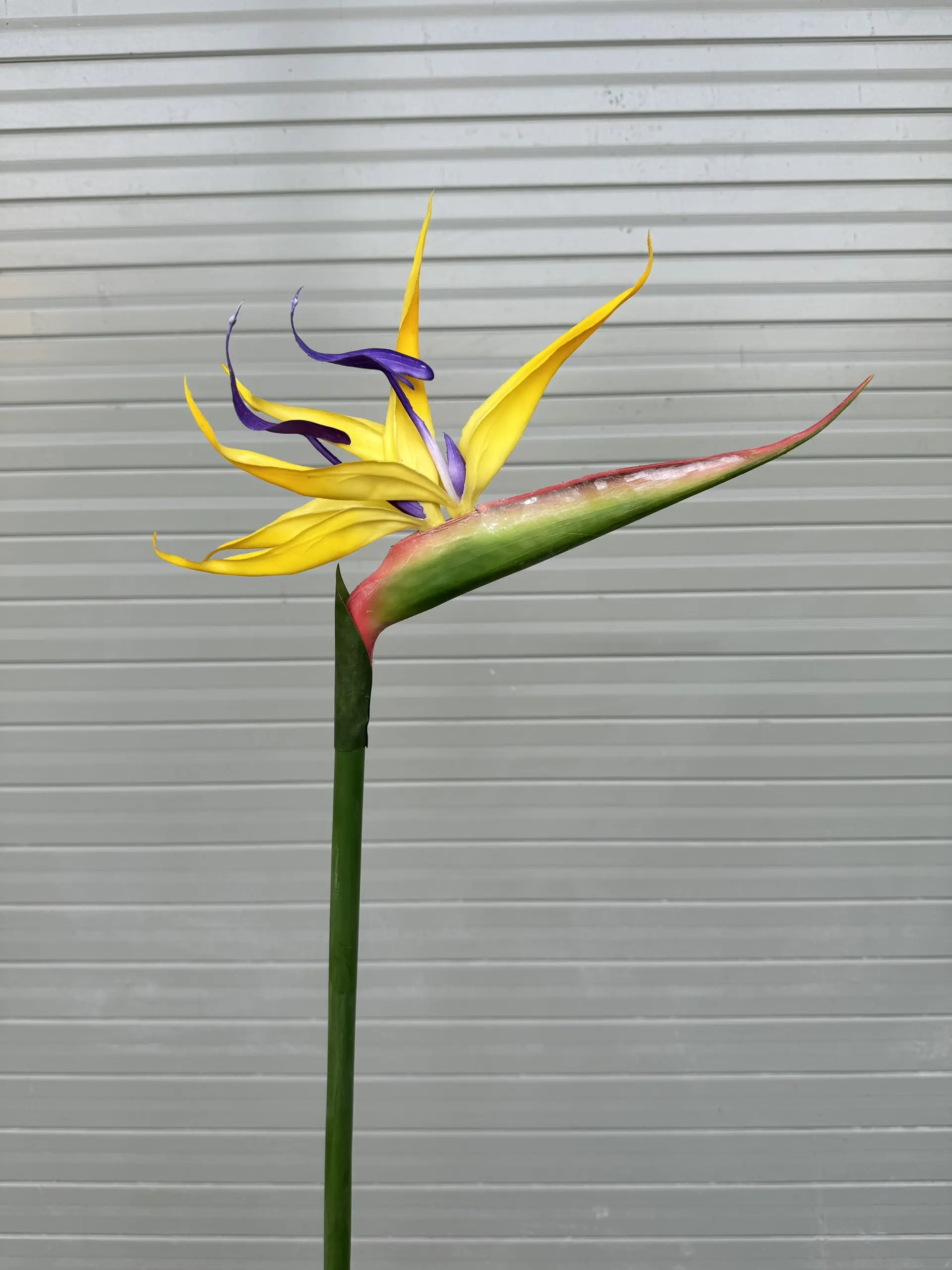 Điểm Thiên Điểu Size To - Ảnh 2