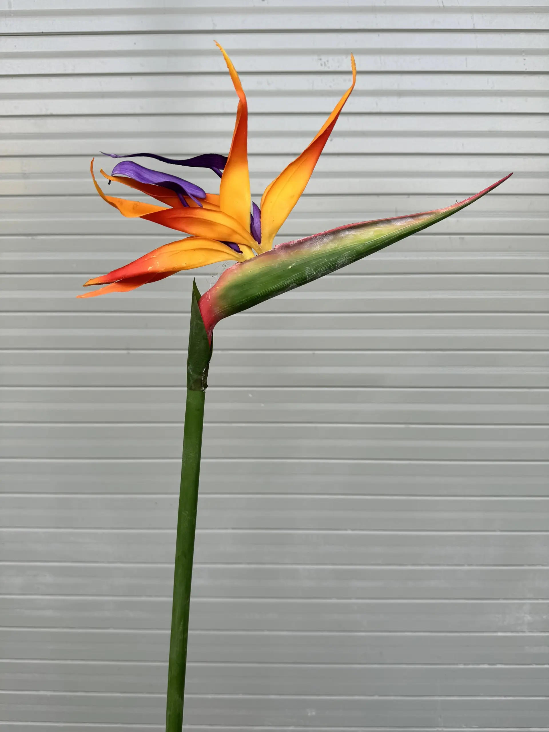 Điểm Thiên Điểu Size To - Ảnh 3