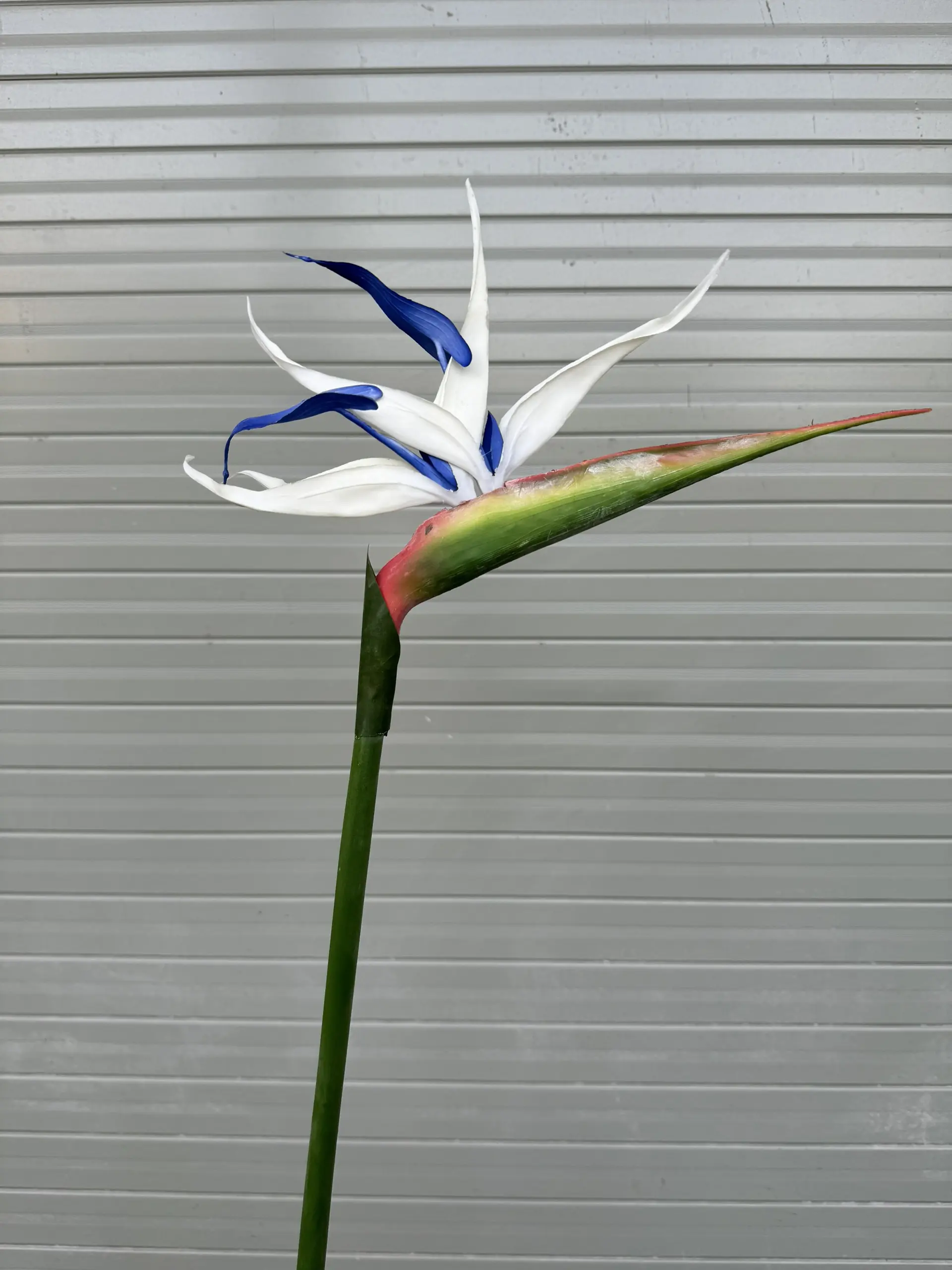 Điểm Thiên Điểu Size To - Ảnh 4